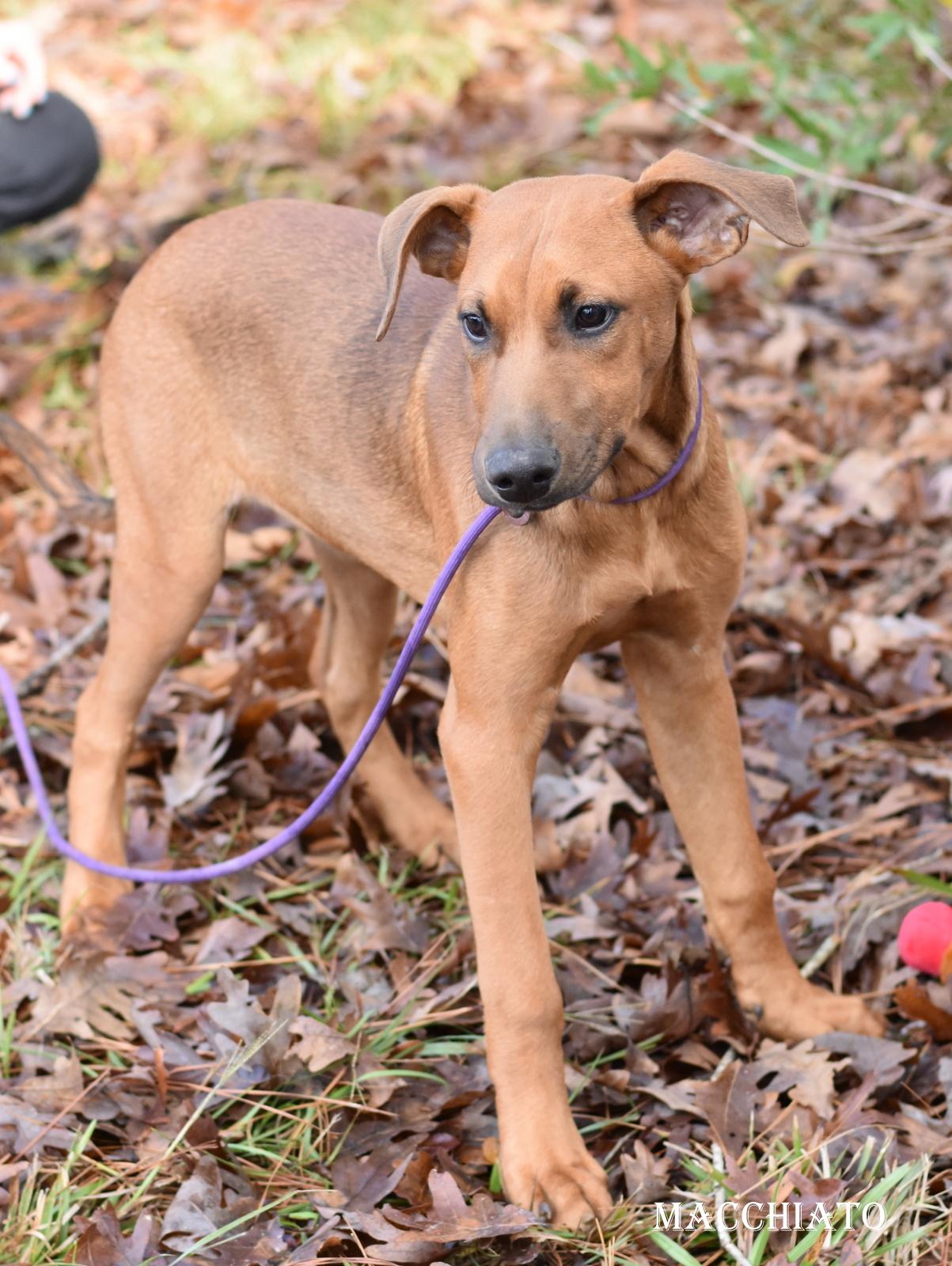 Macchiato thumbnail 6