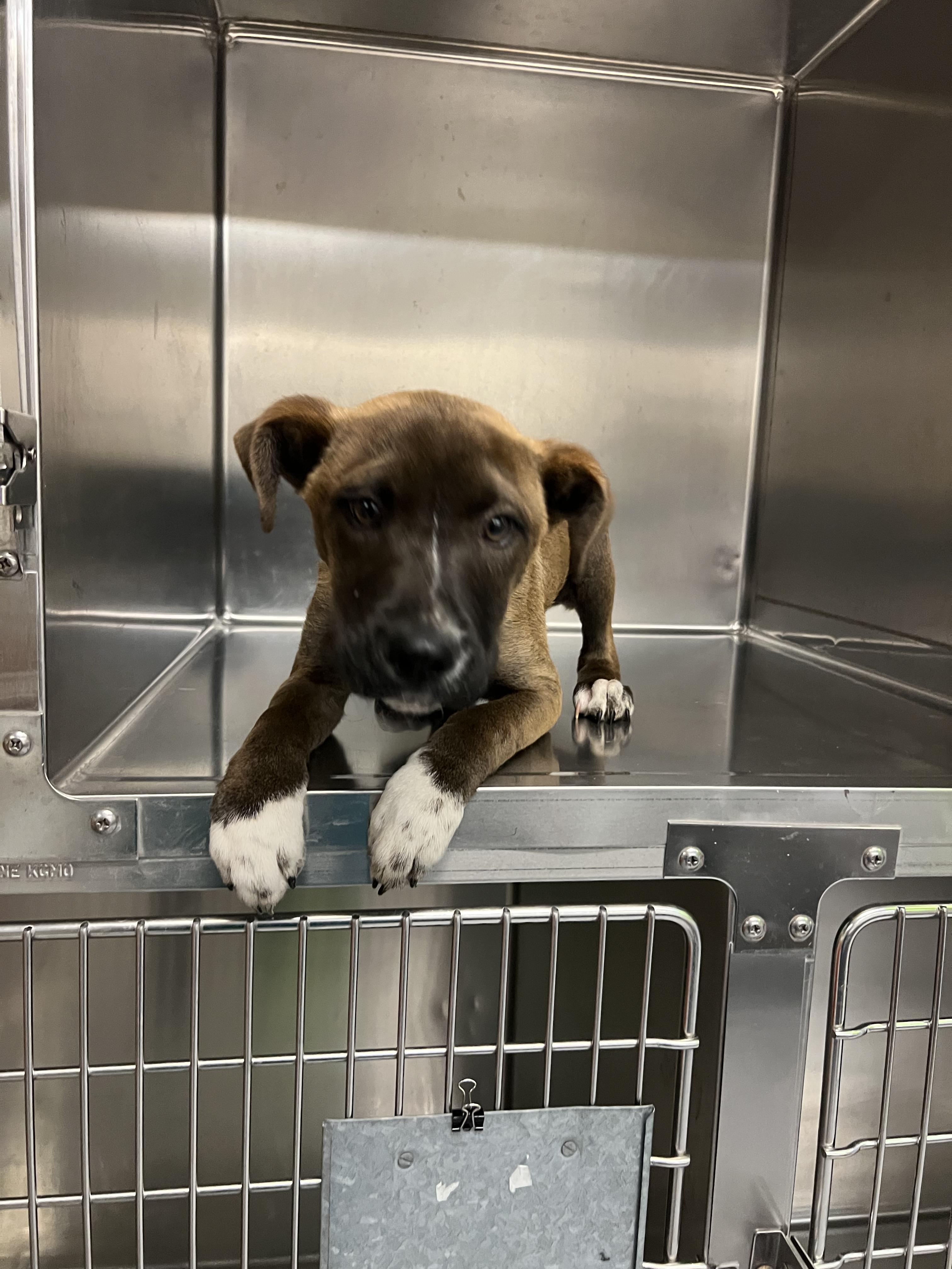 Connor, an adopted mixed breed in Fort Collins, CO image 5/6