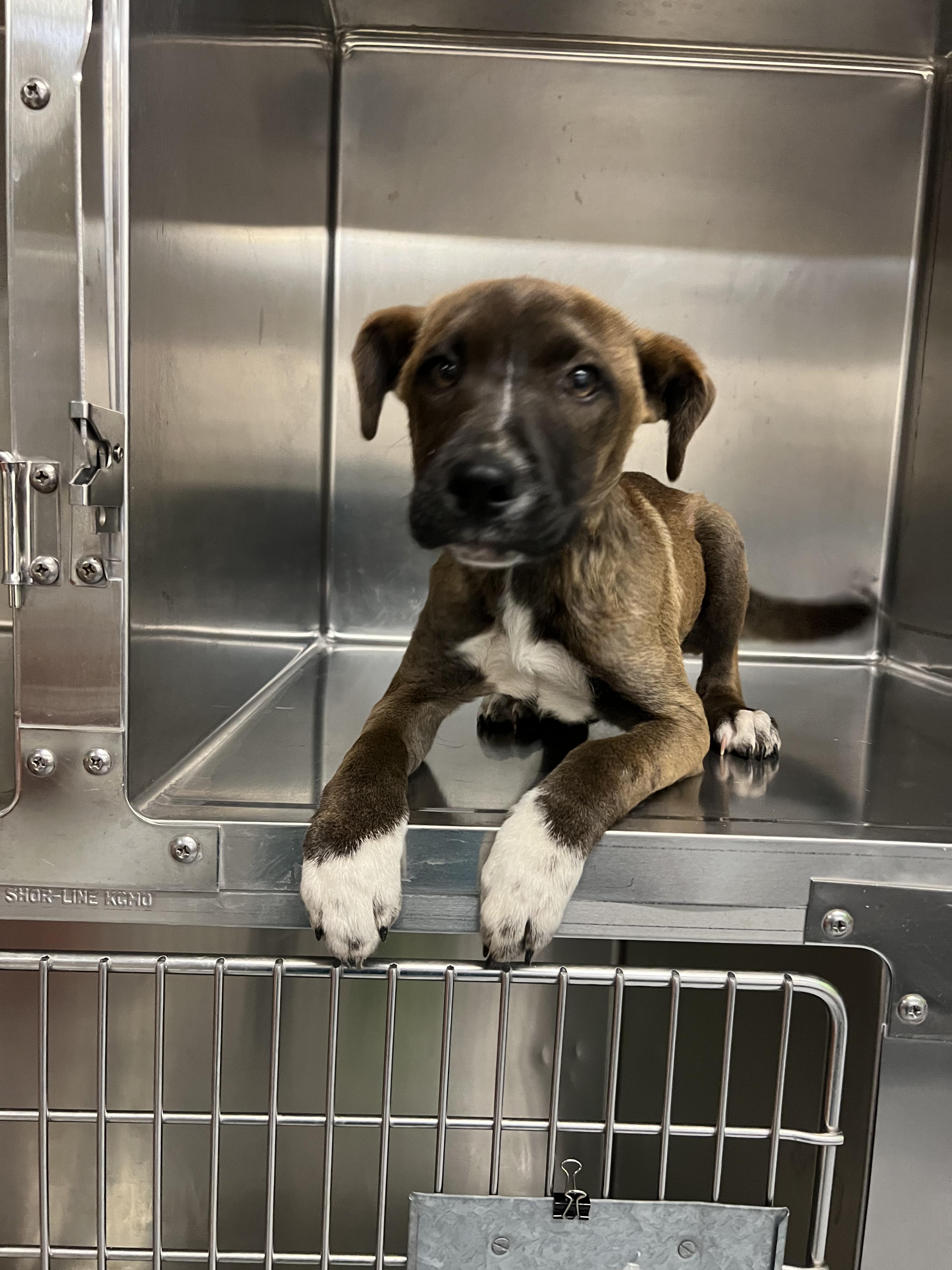 Connor, an adopted mixed breed in Fort Collins, CO image 1/6