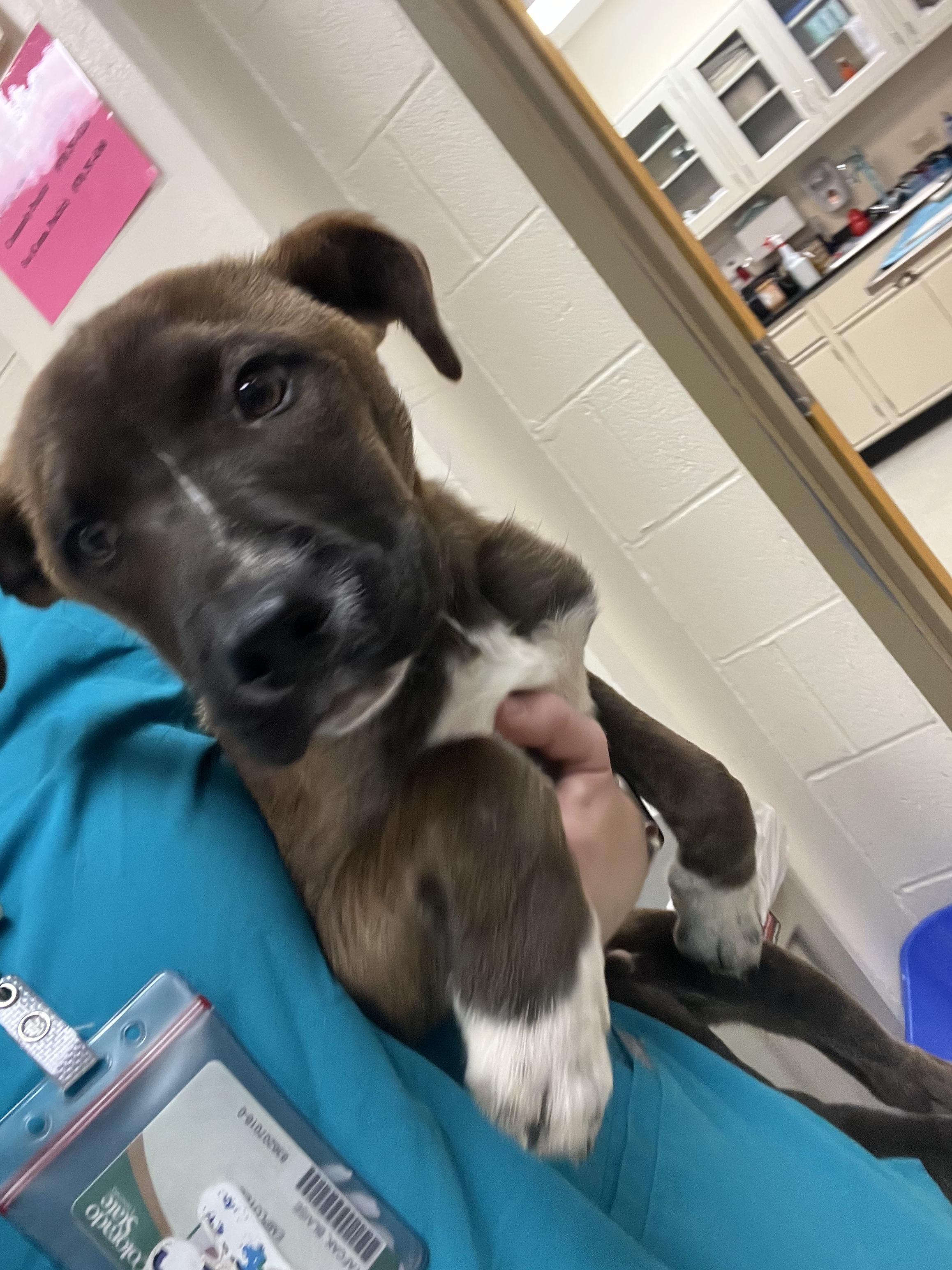 Connor, an adopted mixed breed in Fort Collins, CO image 6/6
