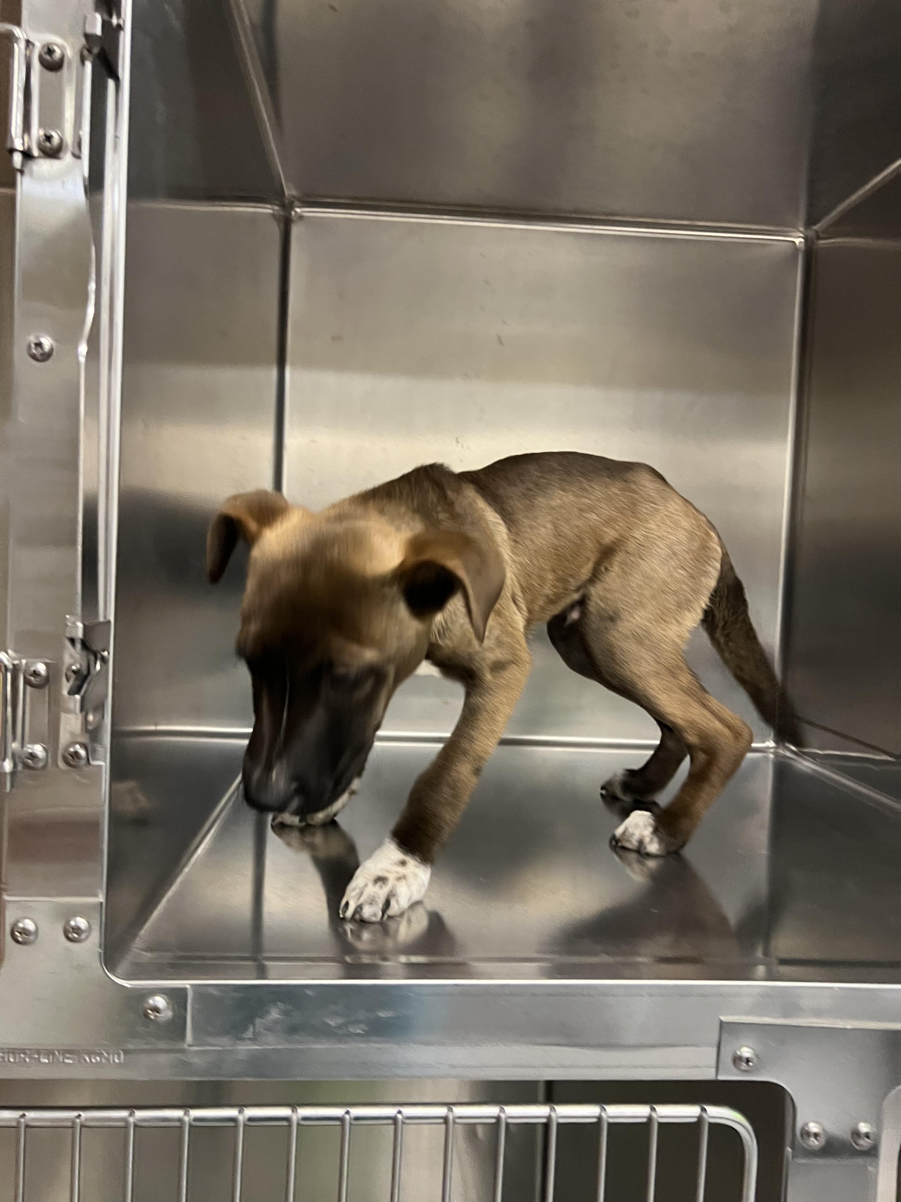 Connor, an adopted mixed breed in Fort Collins, CO image 4/6