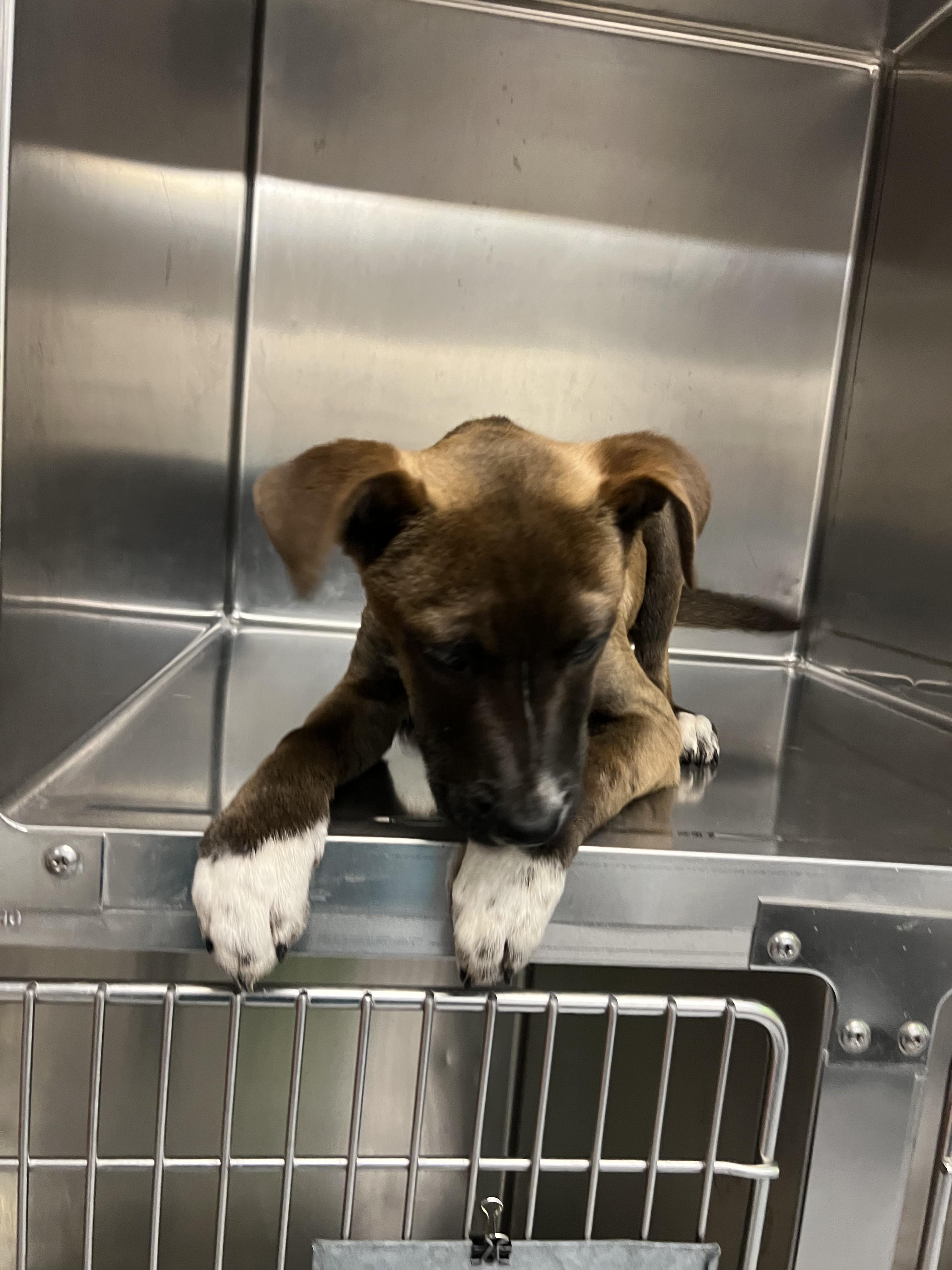 Connor, an adopted mixed breed in Fort Collins, CO image 2/6