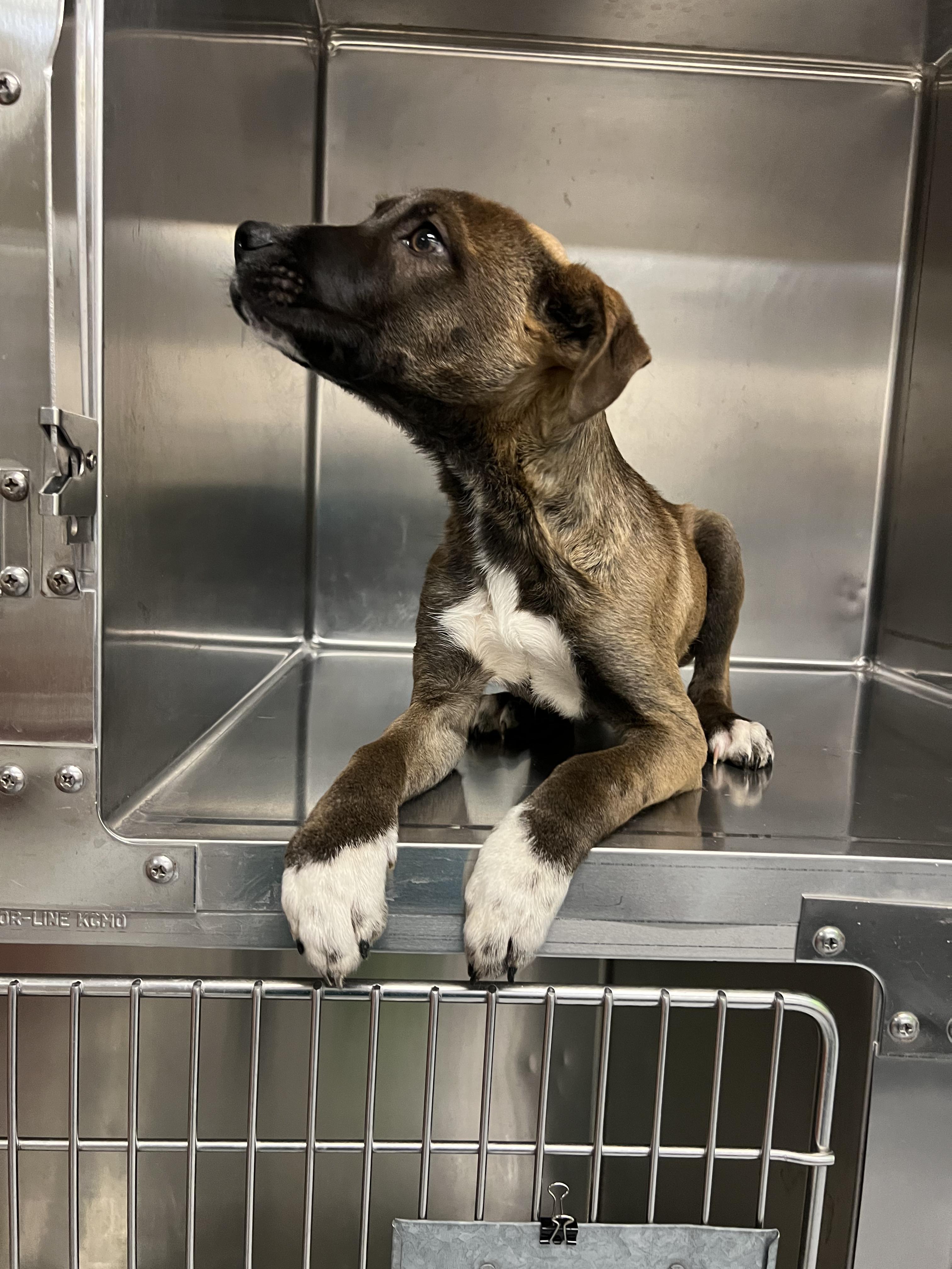 Connor, an adopted mixed breed in Fort Collins, CO image 3/6