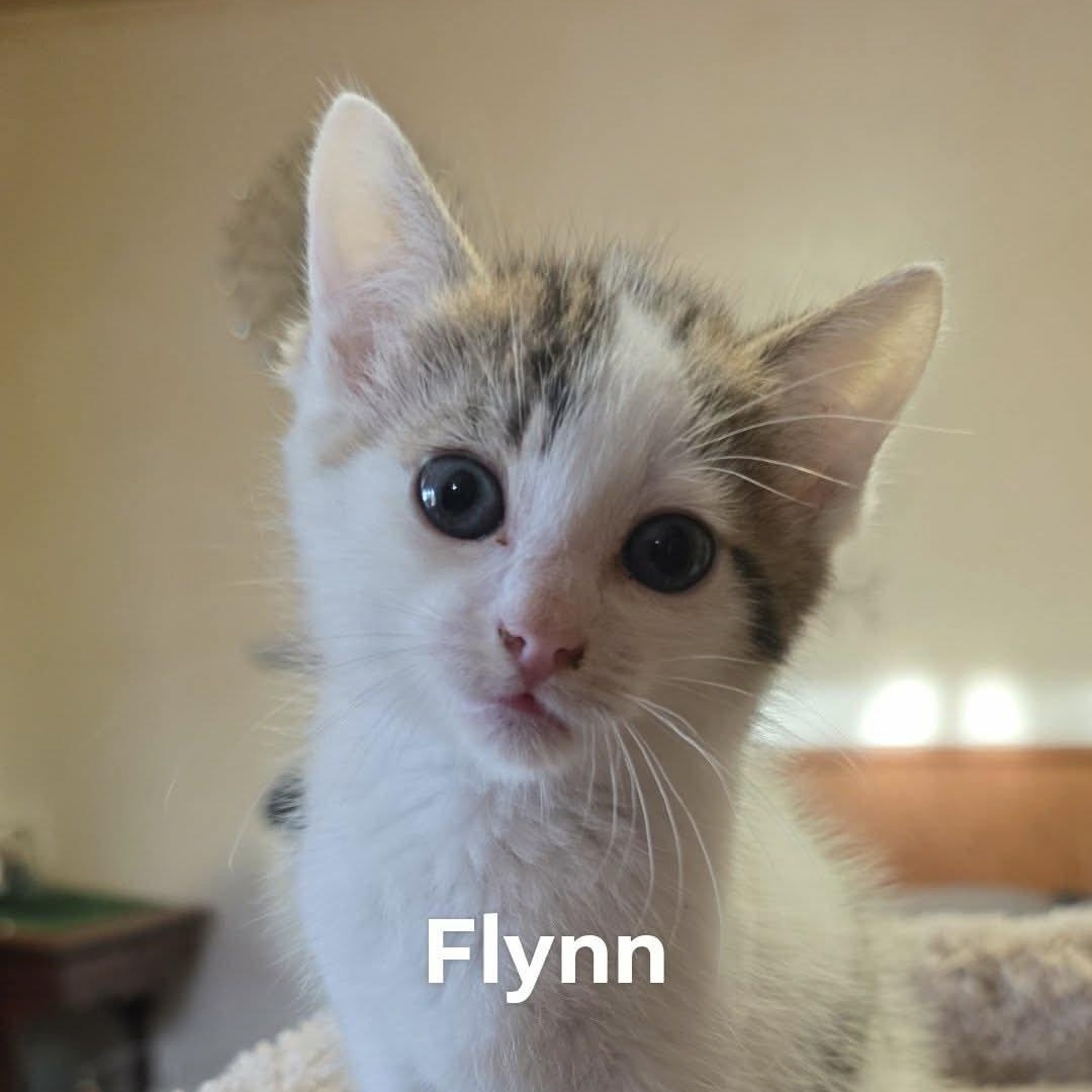 Flynn, adopted, Kitten Male Domestic Short Hair.
