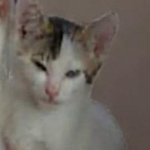 Enlarge Flynn, an adopted Domestic Short Hair in Eureka, CA image 2/2