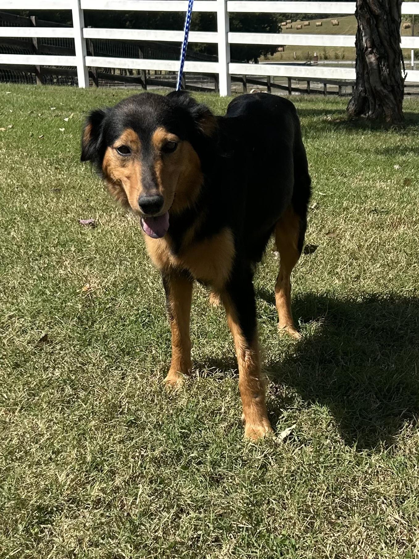 Rosaline, Adoptable, Adult Female Australian Shepherd.