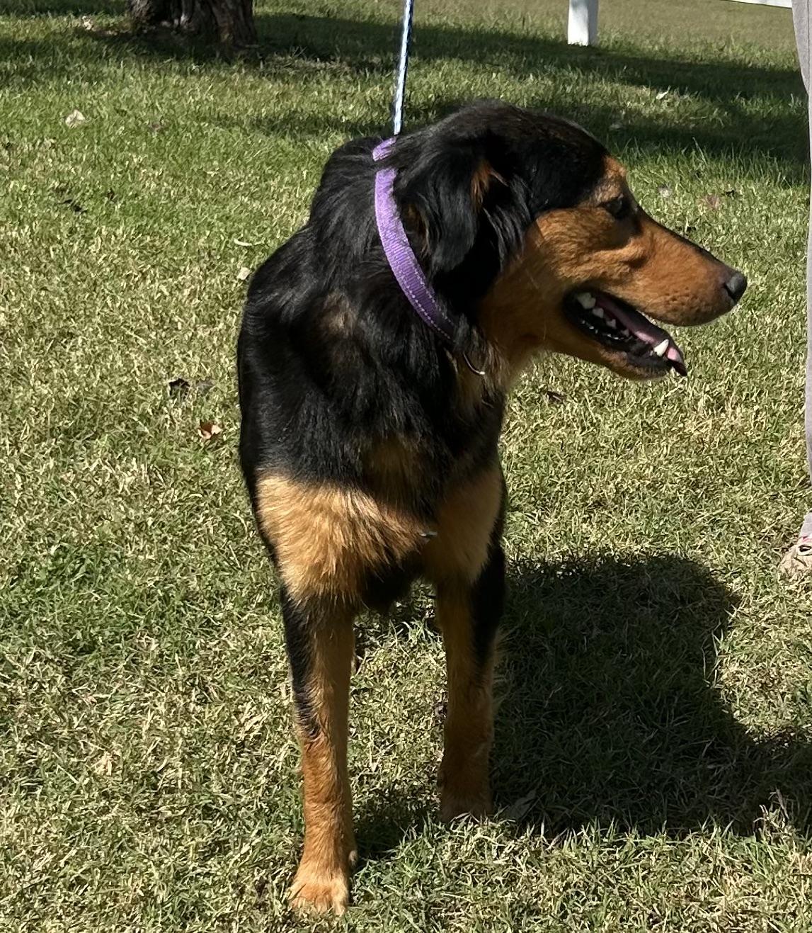 Enlarge Rosaline, a Adoptable Australian Shepherd in Knoxville, TN image 2/6