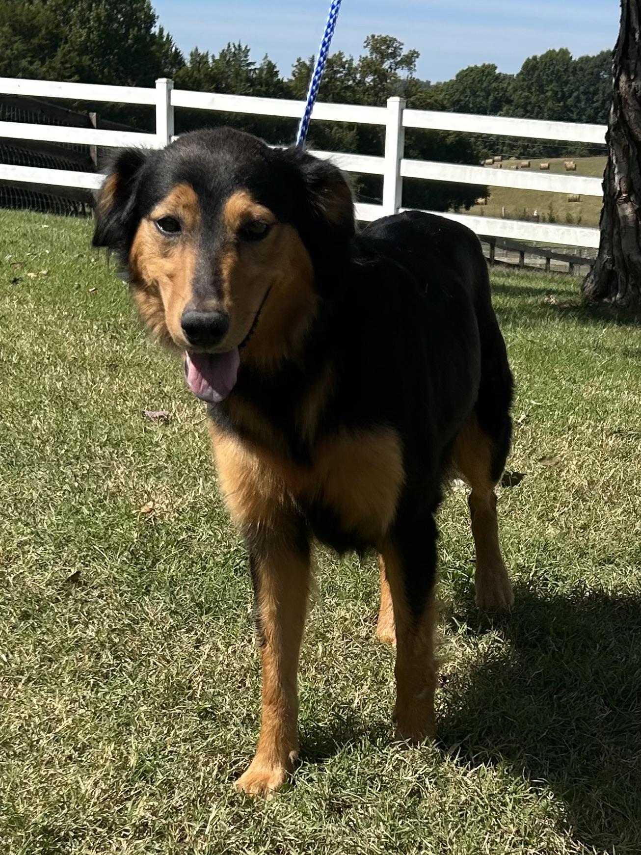 Enlarge Rosaline, a Adoptable Australian Shepherd in Knoxville, TN image 5/6