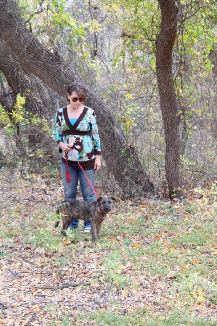 Janet, Adopted, Adult Female Wirehaired Pointing Griffon & Plott Hound.