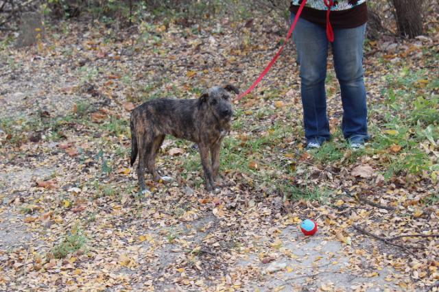 Enlarge Janet, a Adopted mixed breed in Arlington, TX image 2/5