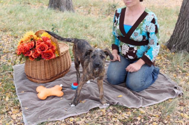 Enlarge Janet, a Adopted mixed breed in Arlington, TX image 5/5