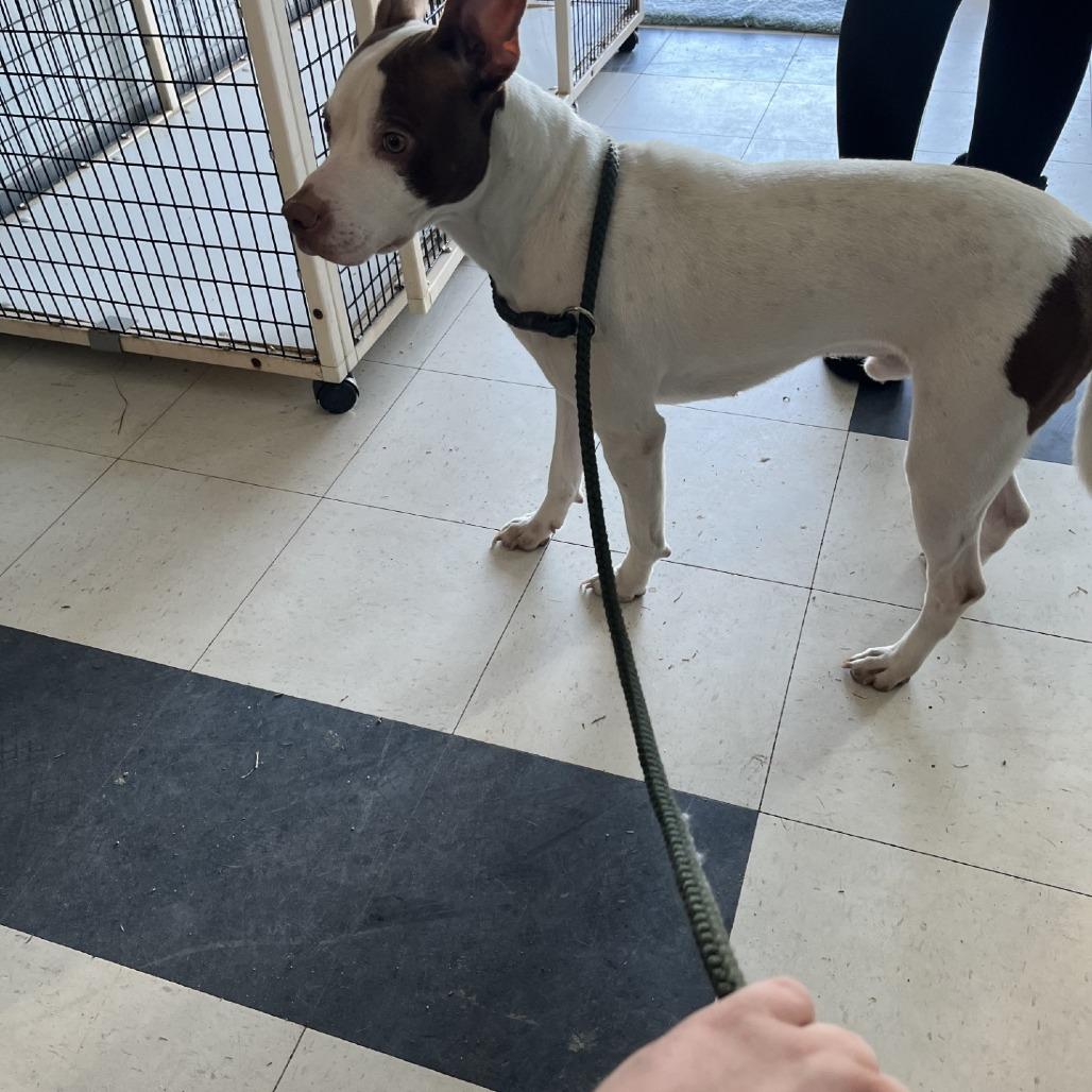 Ace, Adoptable, Adult Male Hound.