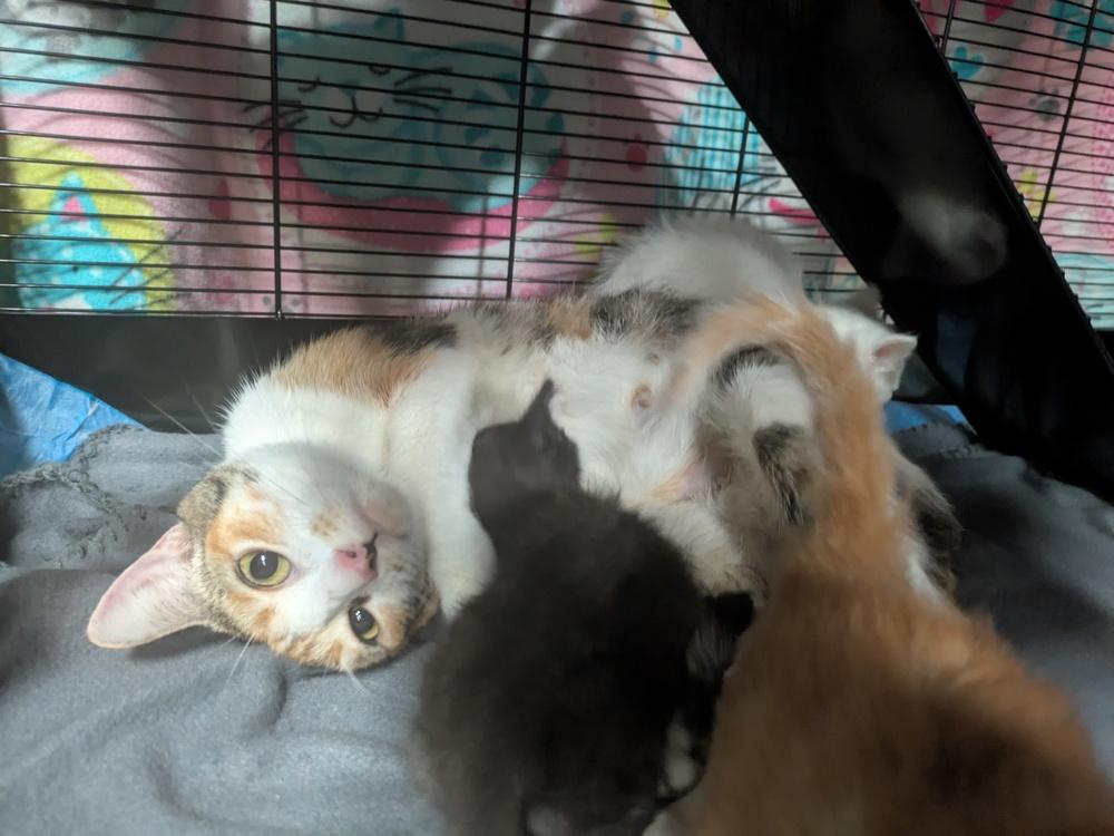 Evangeline, Adoptable, Adult Female Domestic Short Hair.