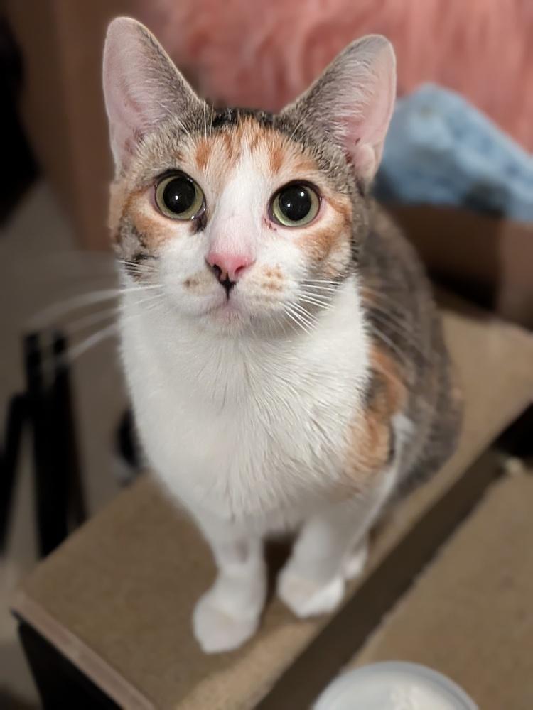 Enlarge Evangeline, a Adoptable Domestic Short Hair in Clinton Township, MI image 2/6