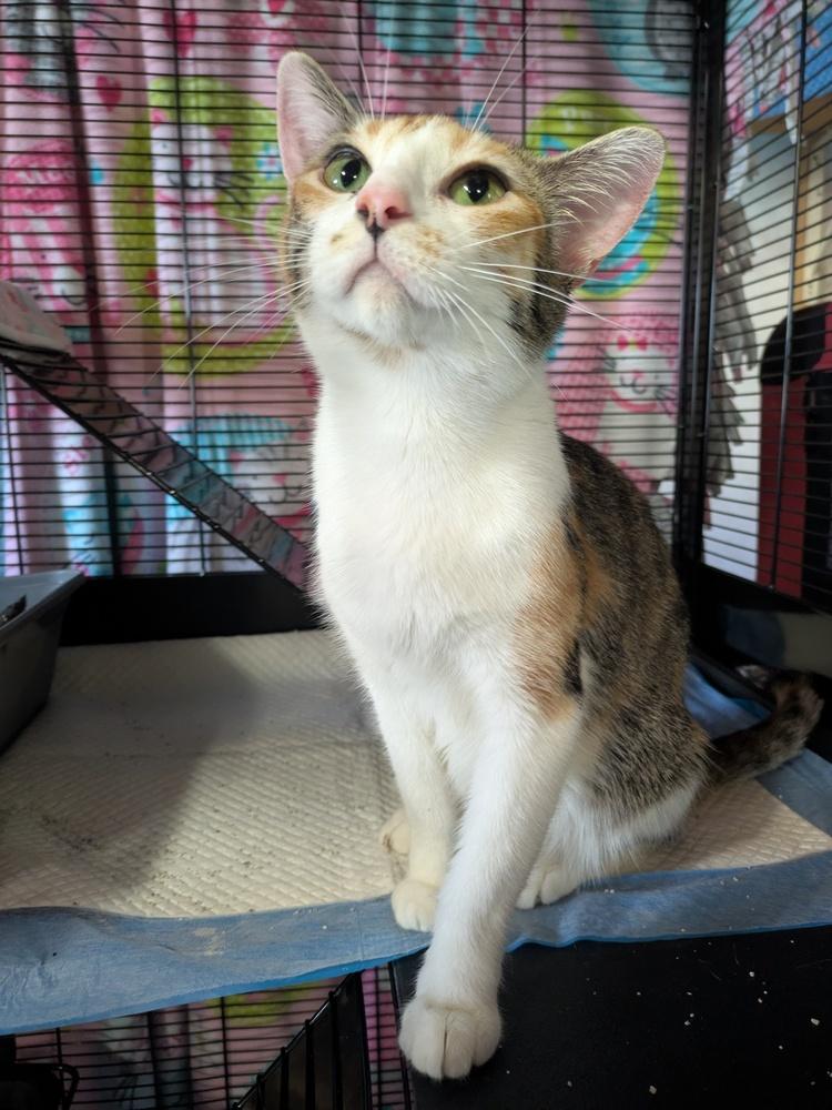 Enlarge Evangeline, a Adoptable Domestic Short Hair in Clinton Township, MI image 2/5