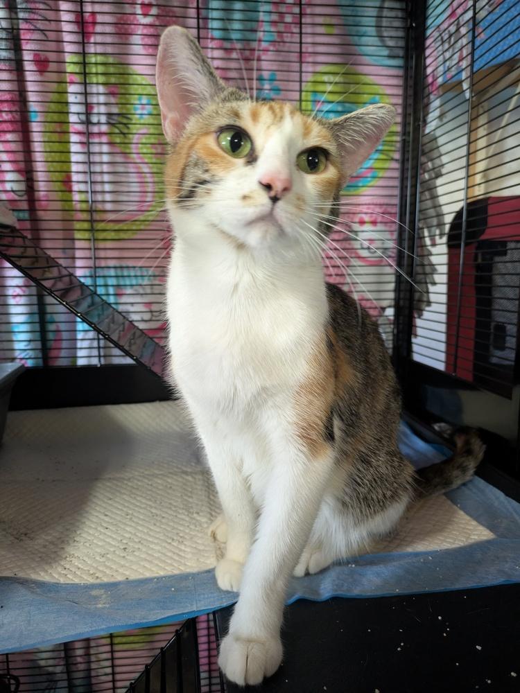 Enlarge Evangeline, a Adoptable Domestic Short Hair in Clinton Township, MI image 3/5