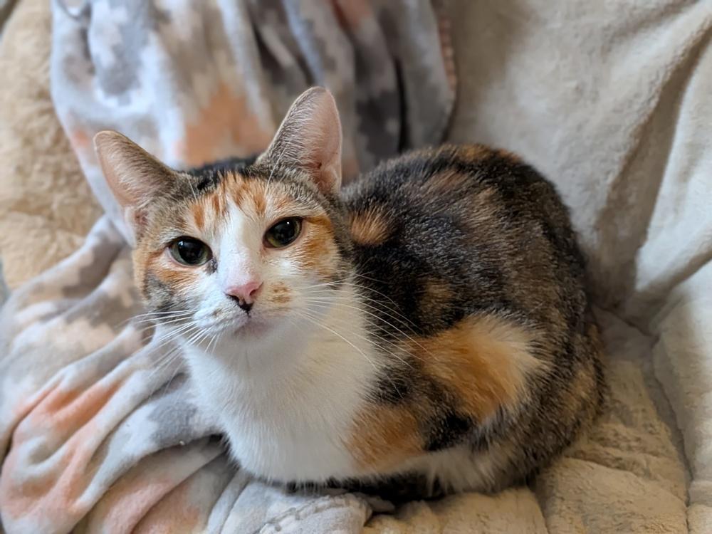 Enlarge Evangeline, a Adoptable Domestic Short Hair in Clinton Township, MI image 4/5