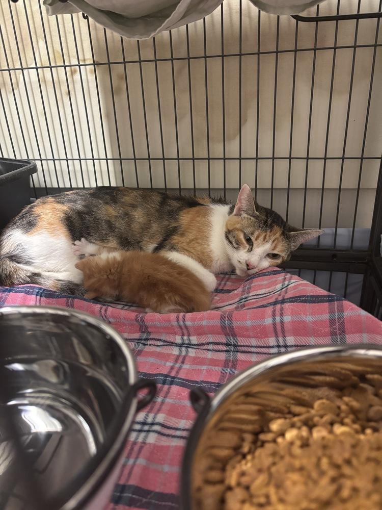 Enlarge Evangeline, a Adoptable Domestic Short Hair in Clinton Township, MI image 5/5