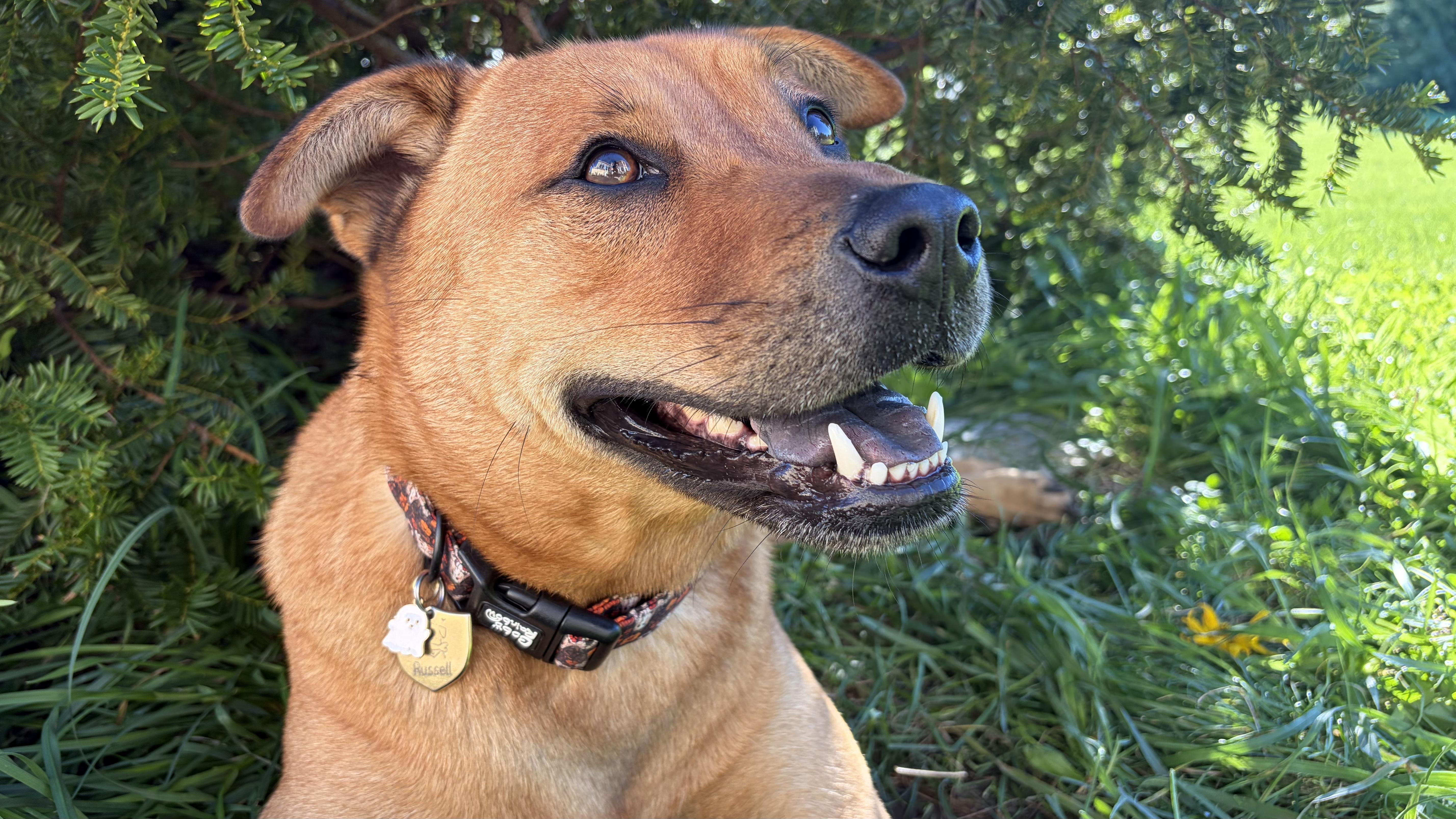 Enlarge Russell, a Adoptable mixed breed in Aurora, IL image 3/5
