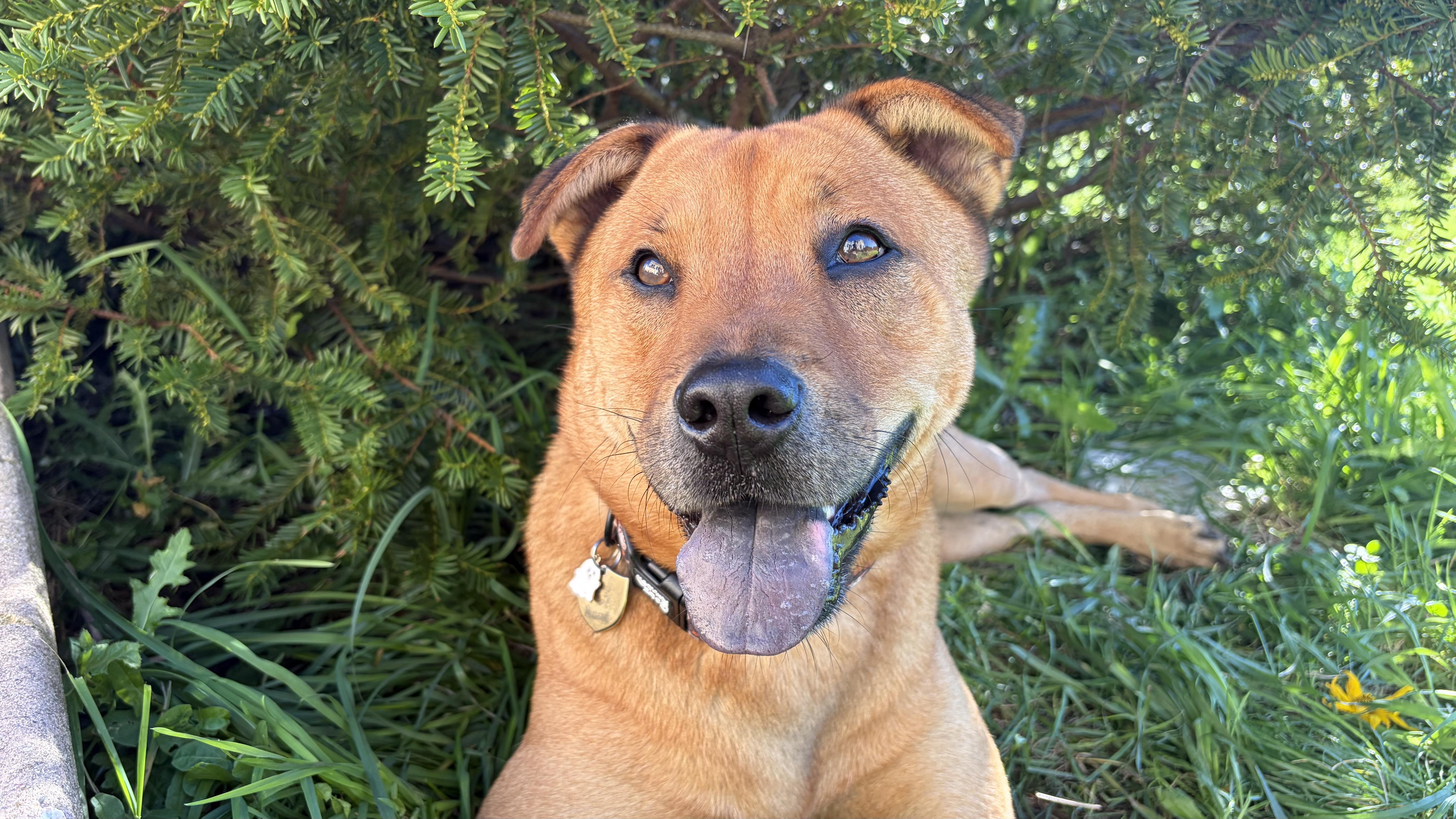 Russell, ADOPTABLE, Adult • Male, Chow Chow & Shepherd.