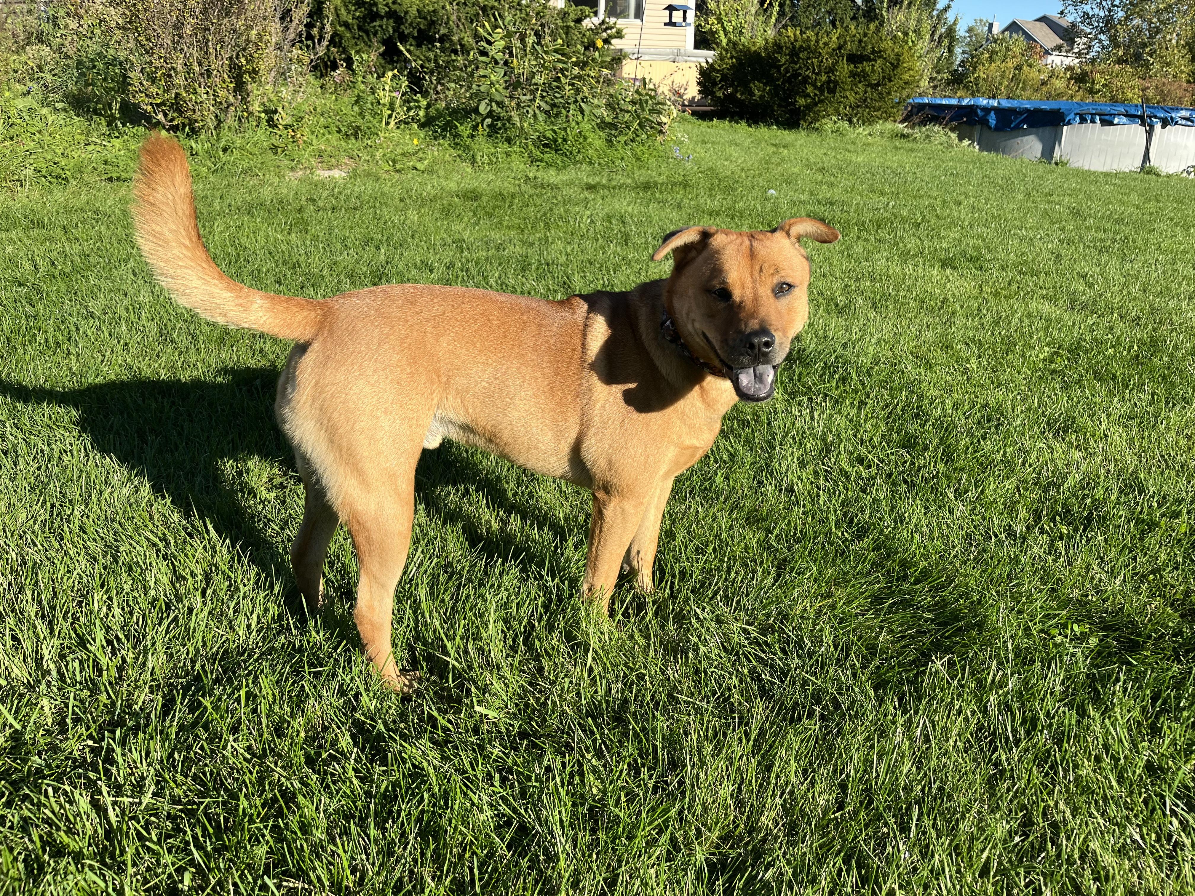 Enlarge Russell, a Adoptable mixed breed in Aurora, IL image 2/5