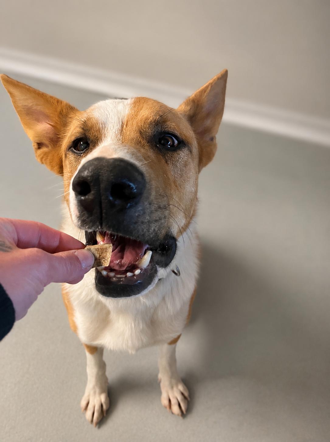 Enlarge Levi, a ADOPTABLE Mixed Breed in Torrey, UT image 3/6