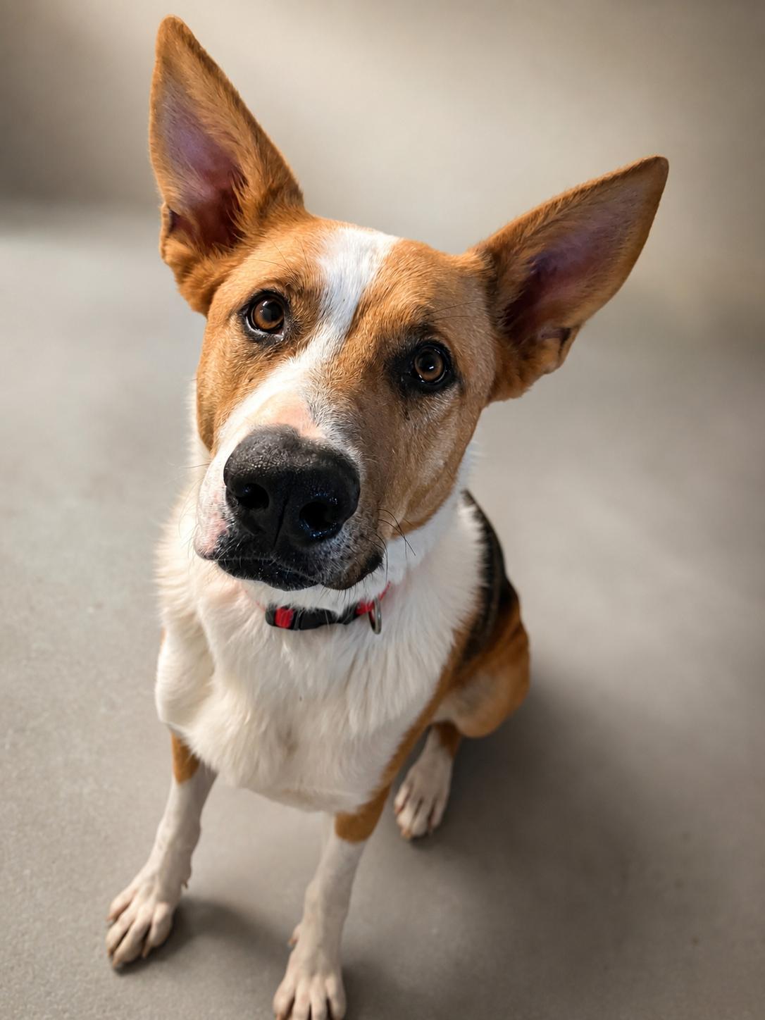 Levi, ADOPTABLE, Adult Male Mixed Breed.