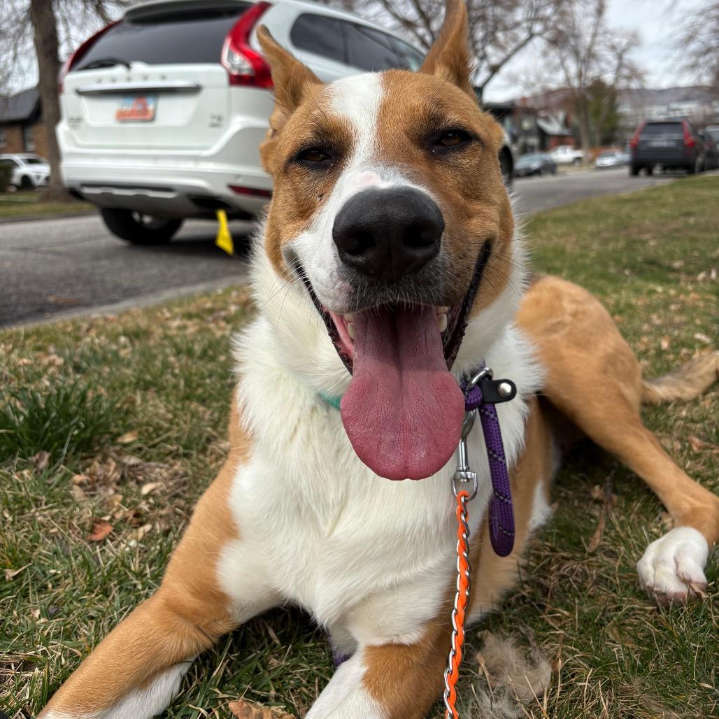 Enlarge Levi, a ADOPTABLE Mixed Breed in Torrey, UT image 4/6