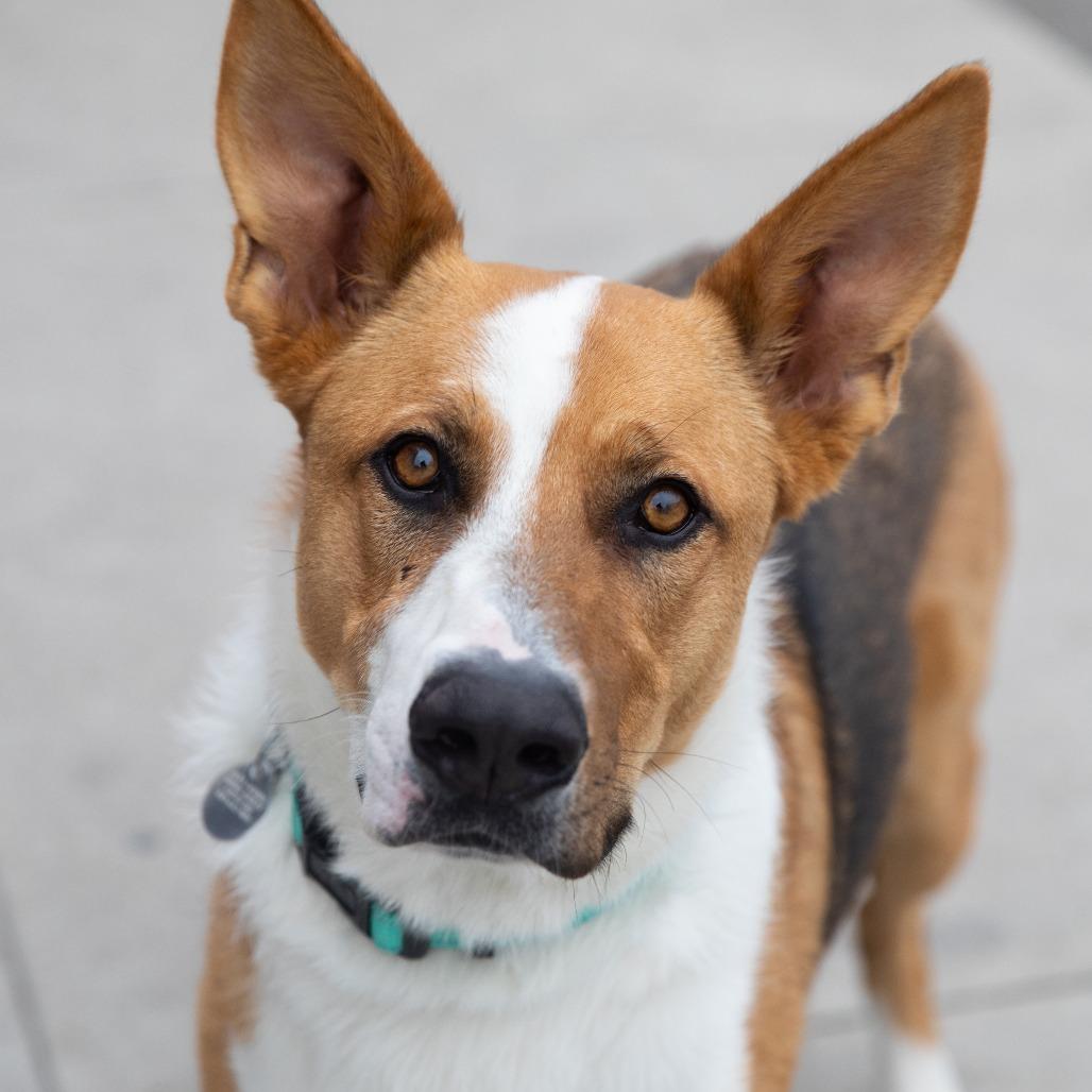Enlarge Levi, a ADOPTABLE Mixed Breed in Torrey, UT image 6/6