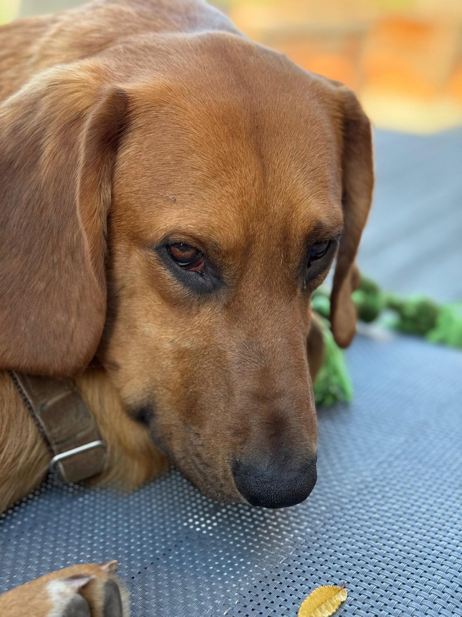 Fritz (Diamond Springs), Adoptable, Young Male Basset Hound & Labrador Retriever.