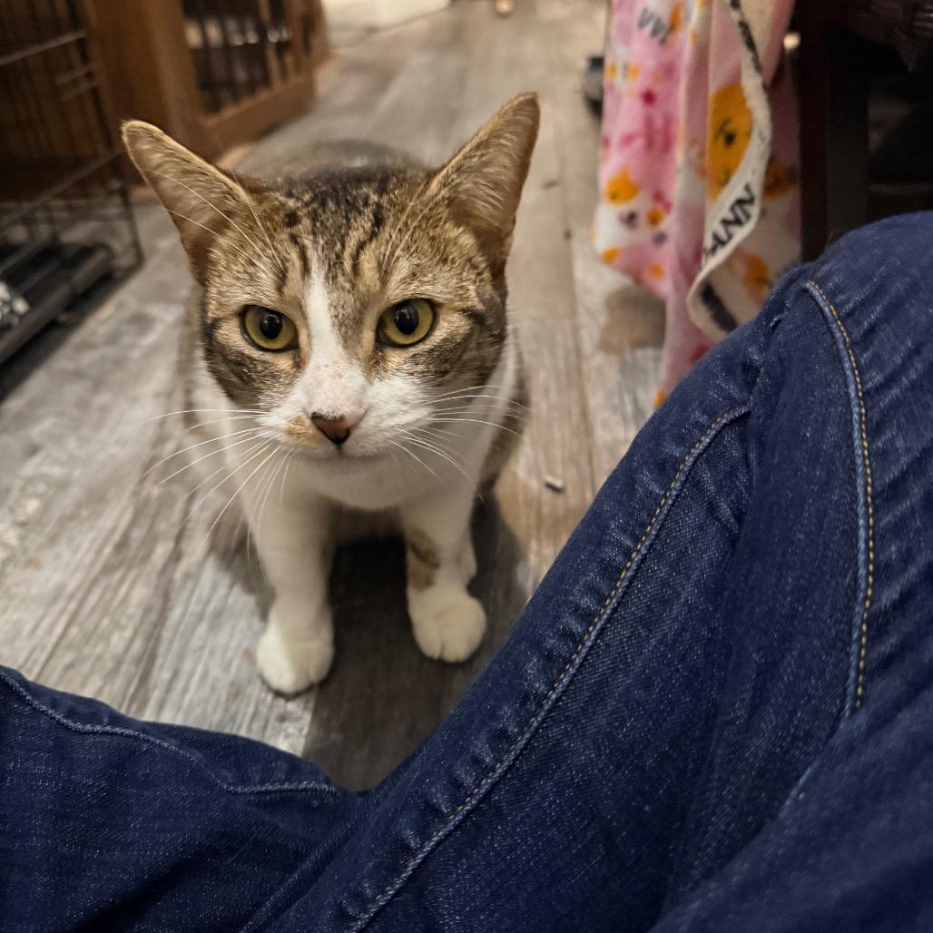 Adelaide, Adoptable, Adult Female Domestic Short Hair.