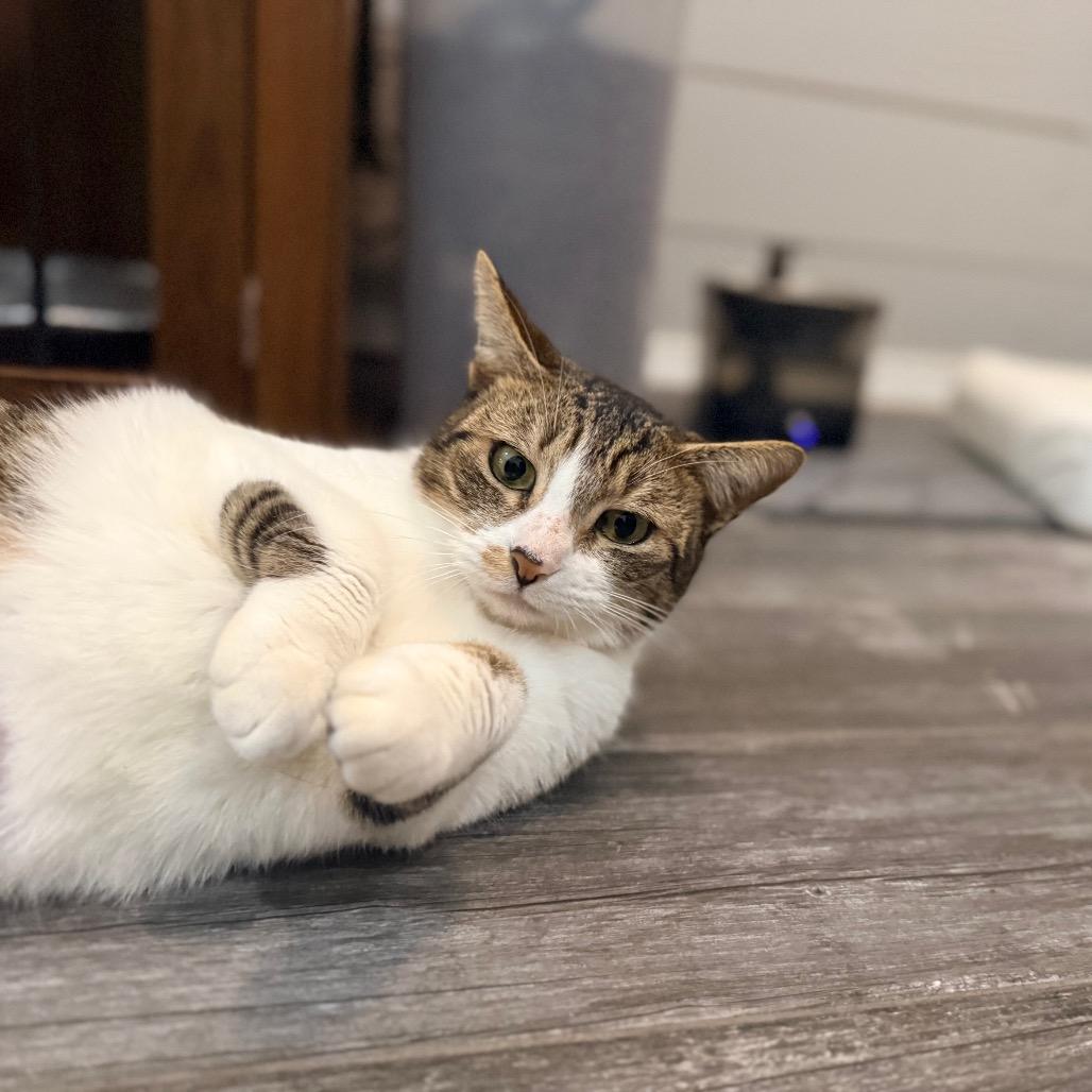 Enlarge Adelaide, a Adoptable Domestic Short Hair in Port Neches, TX image 2/6