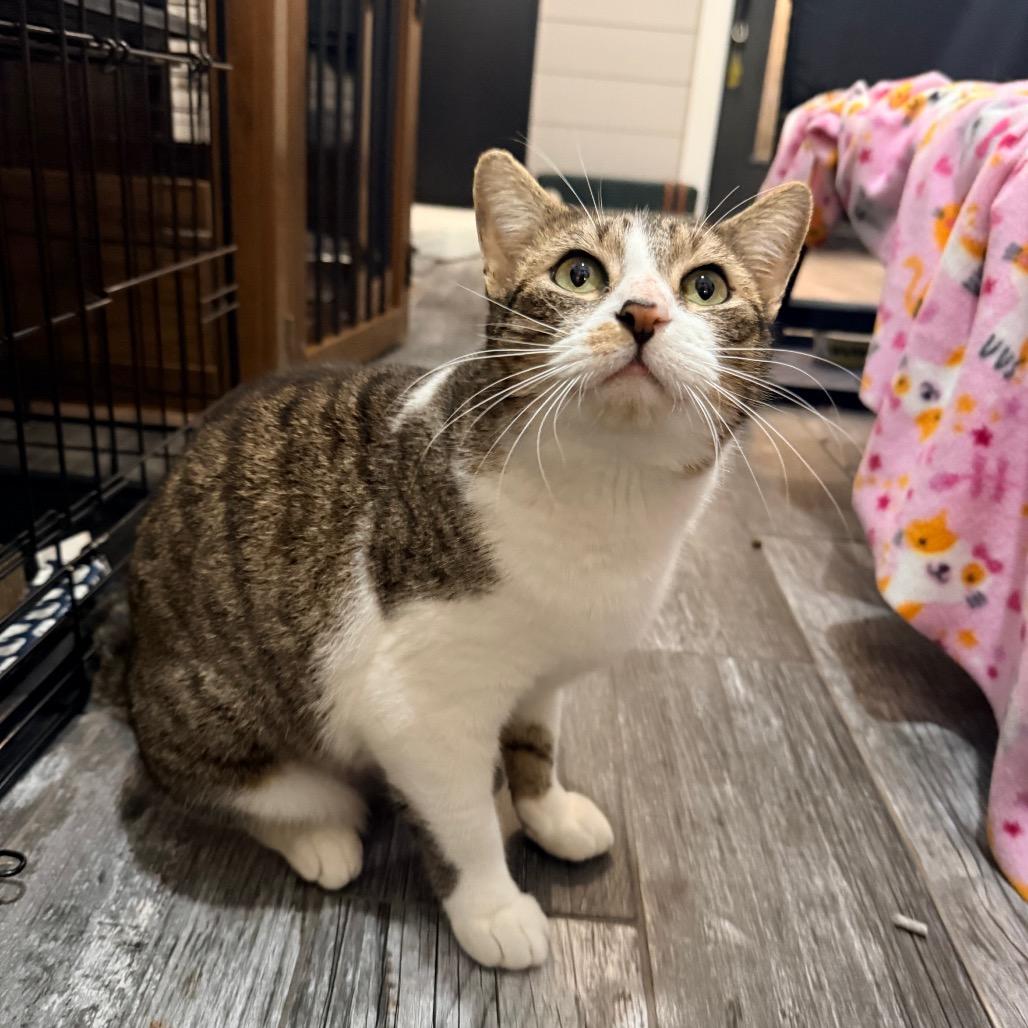 Enlarge Adelaide, a Adoptable Domestic Short Hair in Port Neches, TX image 3/6