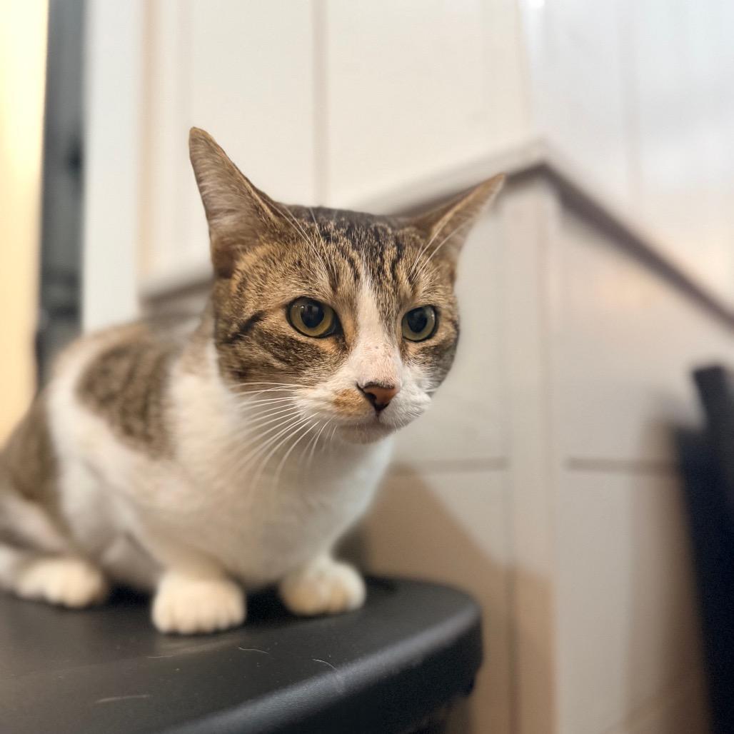 Enlarge Adelaide, a Adoptable Domestic Short Hair in Port Neches, TX image 4/6