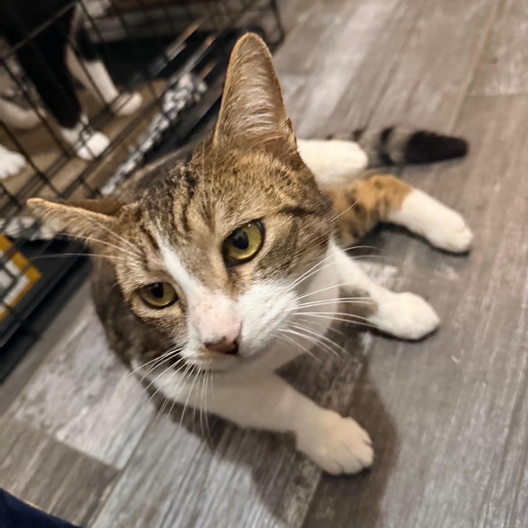 Enlarge Adelaide, a Adoptable Domestic Short Hair in Port Neches, TX image 5/6