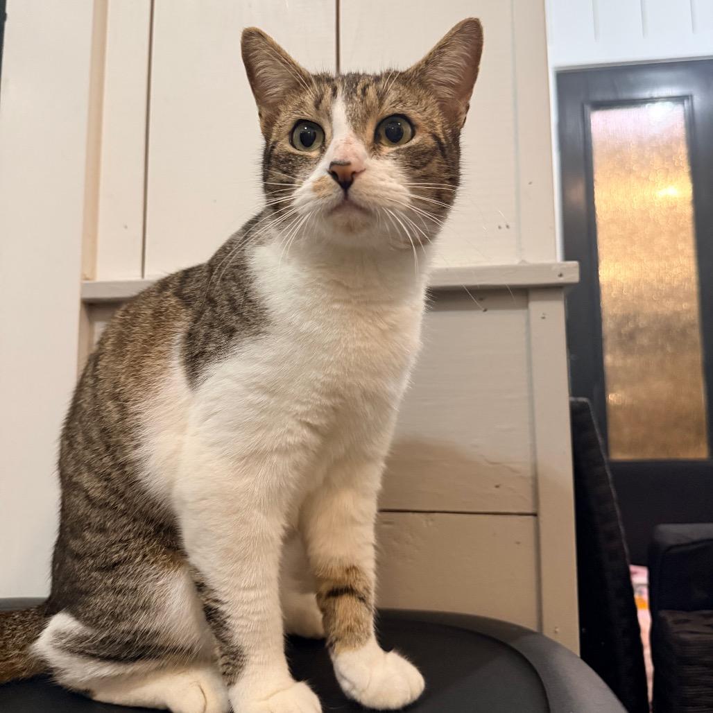 Enlarge Adelaide, a Adoptable Domestic Short Hair in Port Neches, TX image 6/6