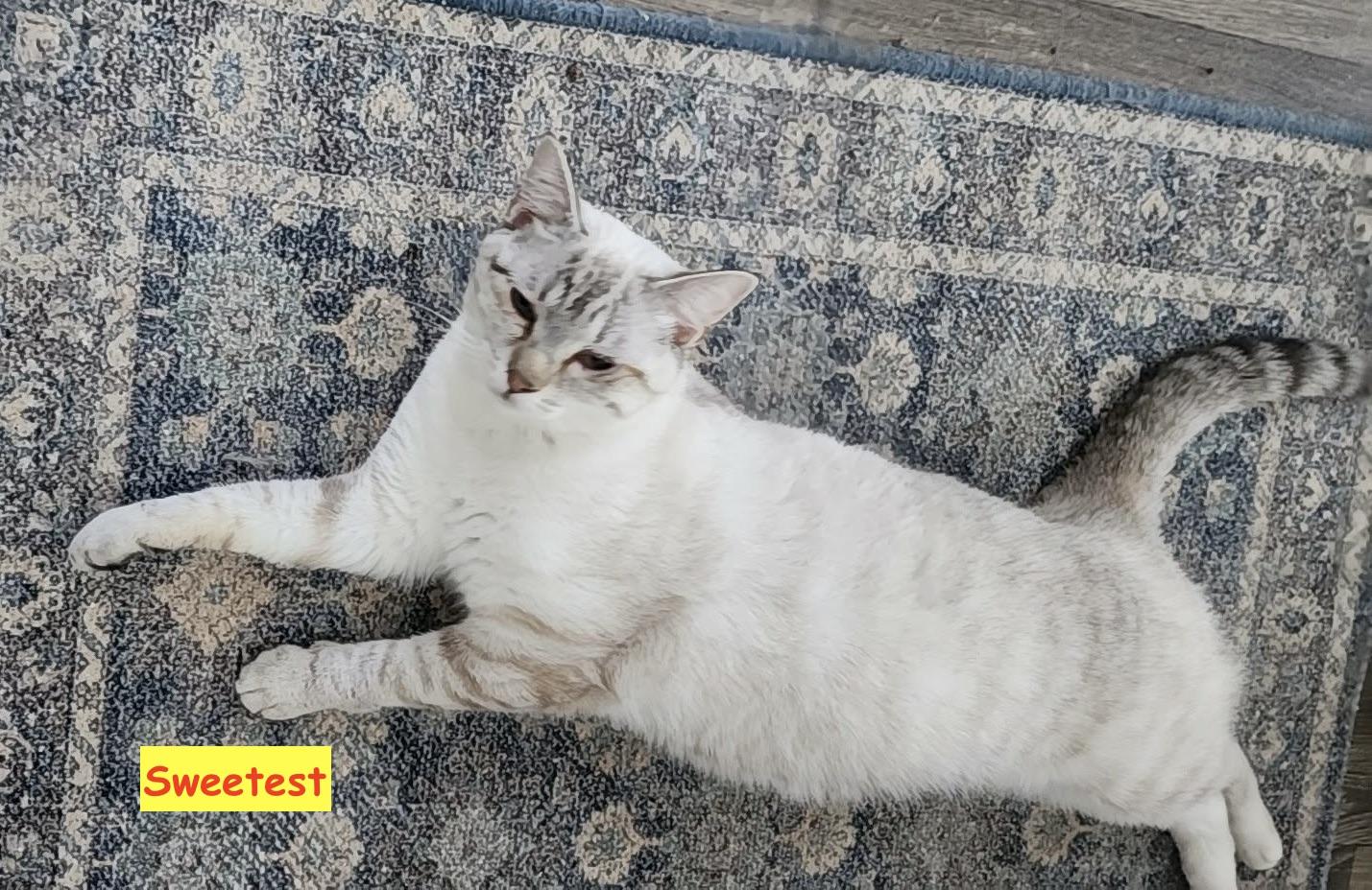 Enlarge Sweetest, an adopted mixed breed in Cheyenne, WY image 3/5