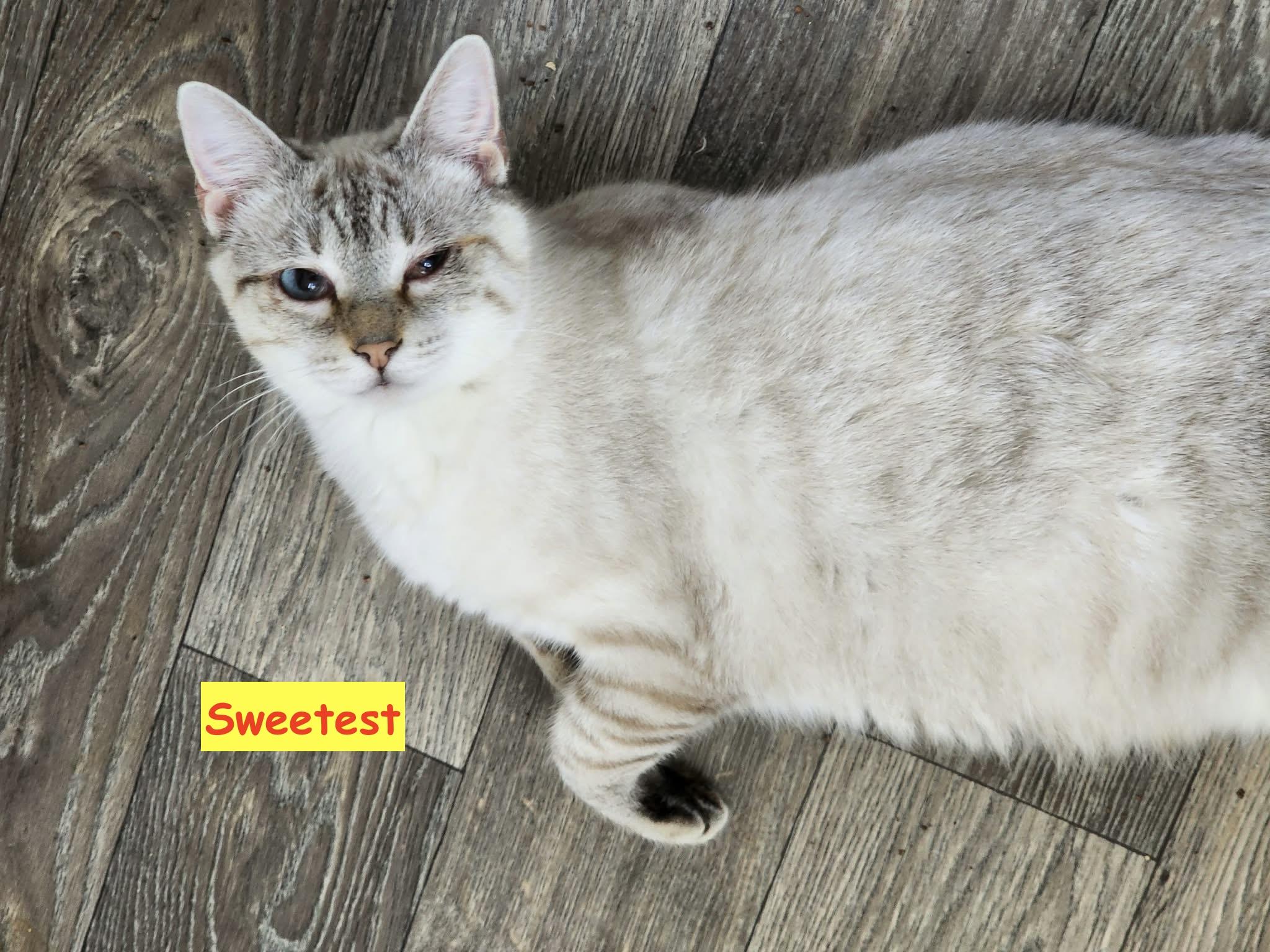 Enlarge Sweetest, an adopted mixed breed in Cheyenne, WY image 2/5