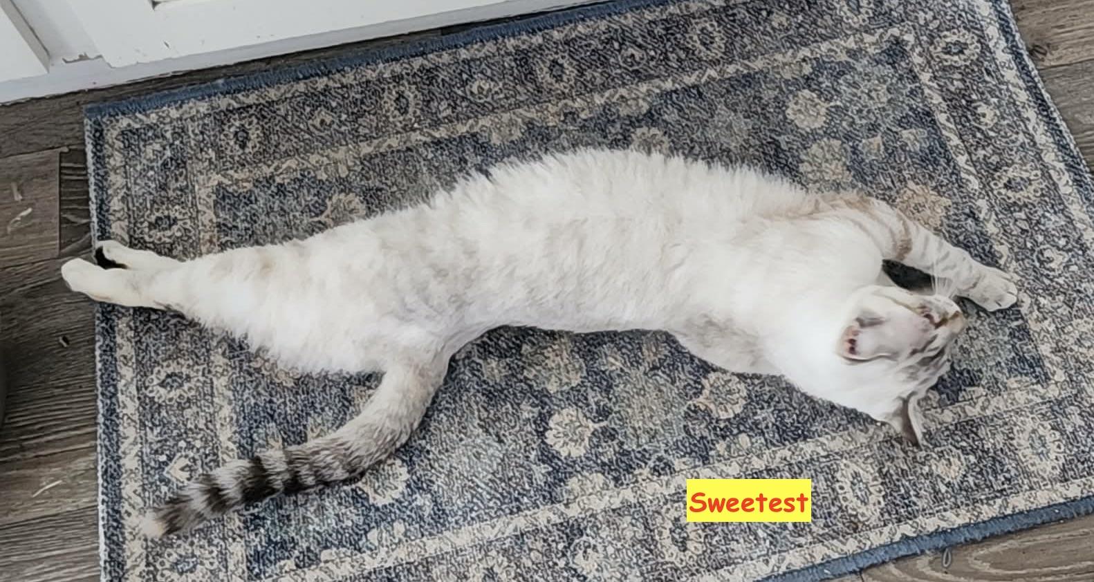 Enlarge Sweetest, an adopted mixed breed in Cheyenne, WY image 4/5
