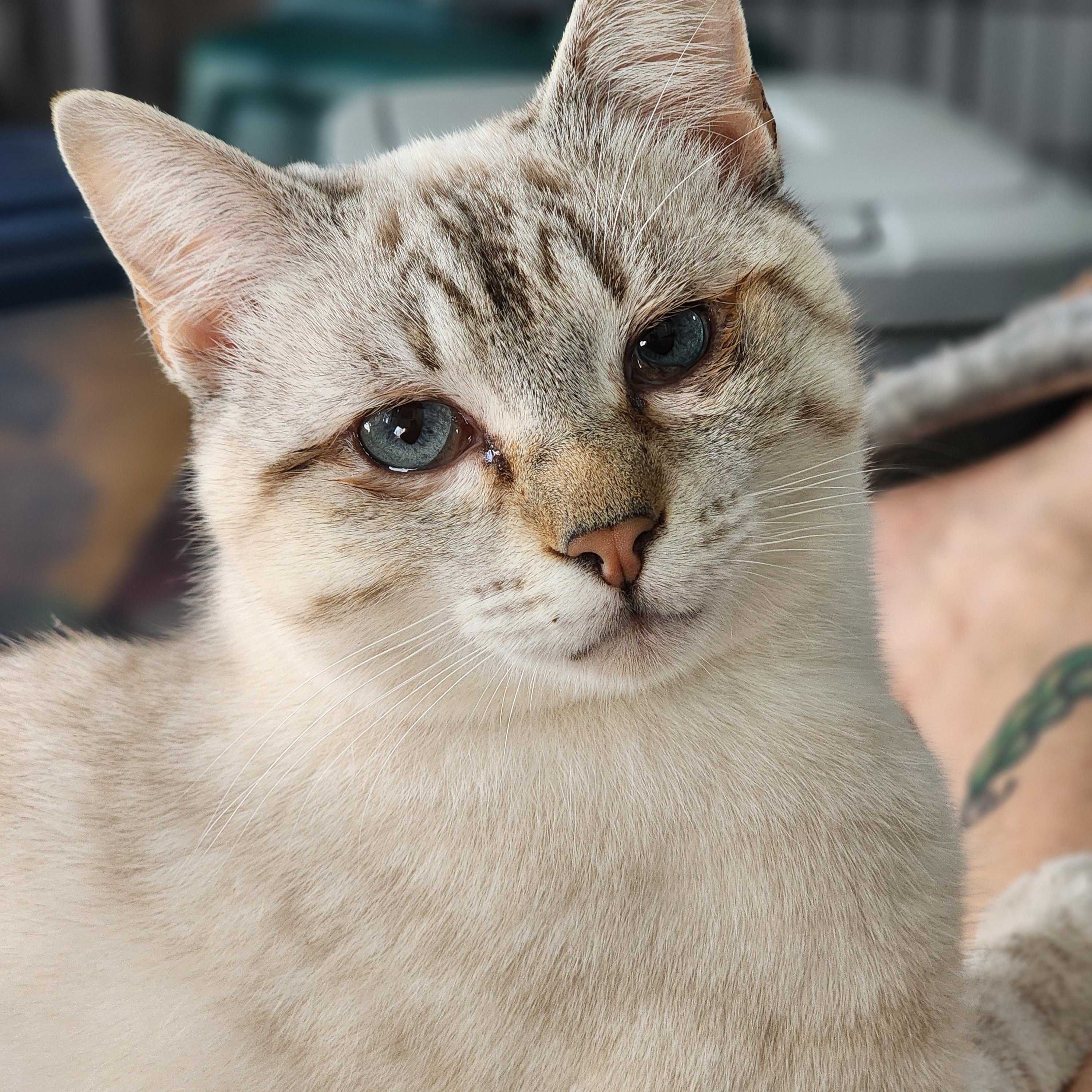Sweetest, adopted, Young Female Domestic Short Hair.