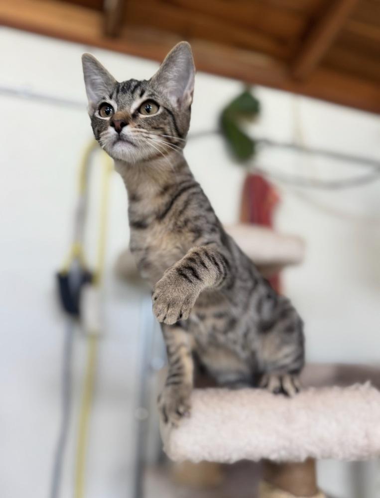 Tike, Adoptable, Kitten Male Domestic Short Hair.