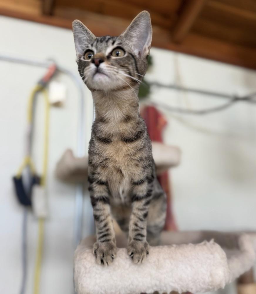 Enlarge Tike, a Adoptable Domestic Short Hair in Tucson, AZ image 2/4