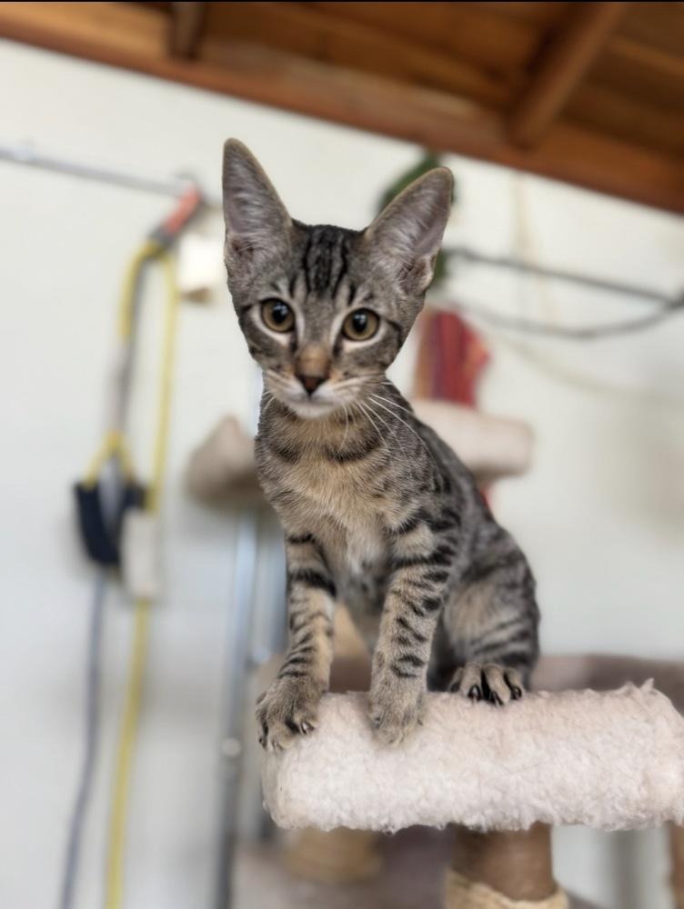 Enlarge Tike, a Adoptable Domestic Short Hair in Tucson, AZ image 3/4