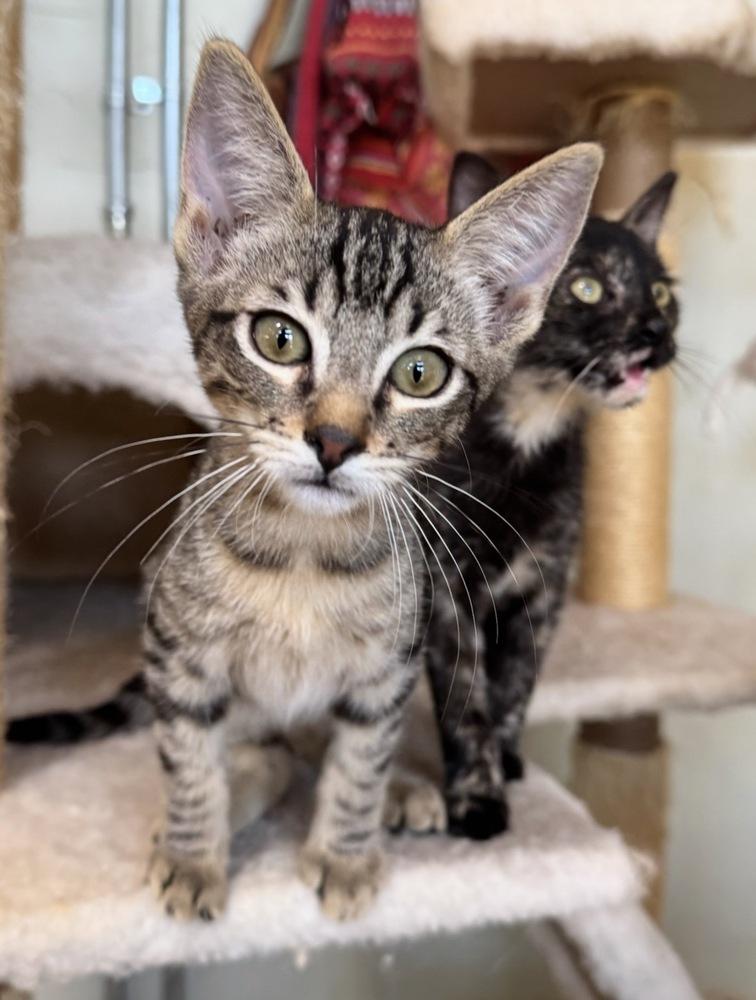 Enlarge Tike, a Adoptable Domestic Short Hair in Tucson, AZ image 4/4