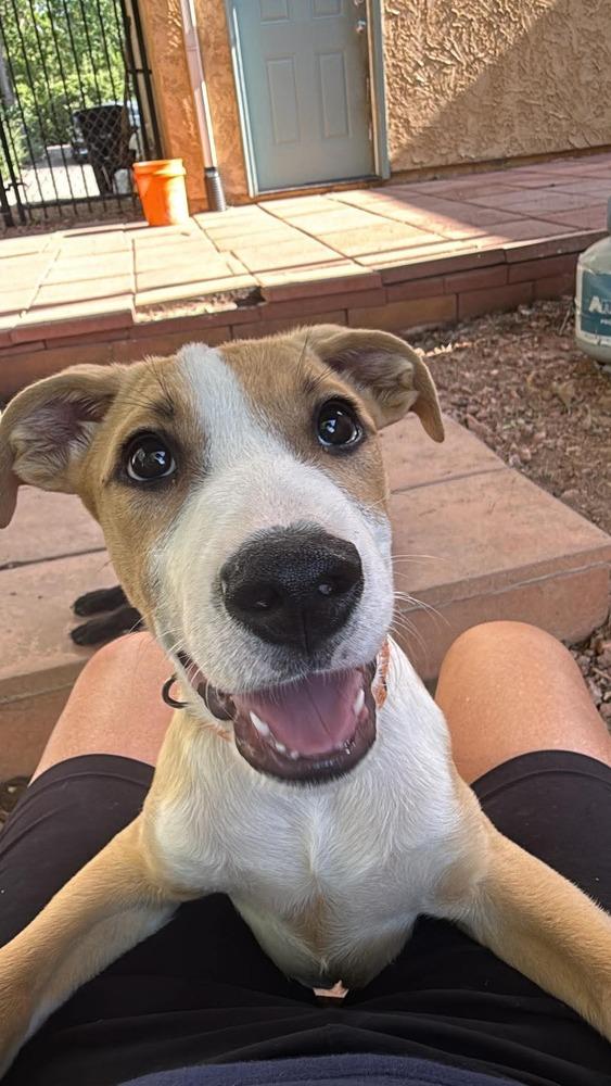 Enlarge Bernie, a Adoptable mixed breed in Parker, CO image 2/4