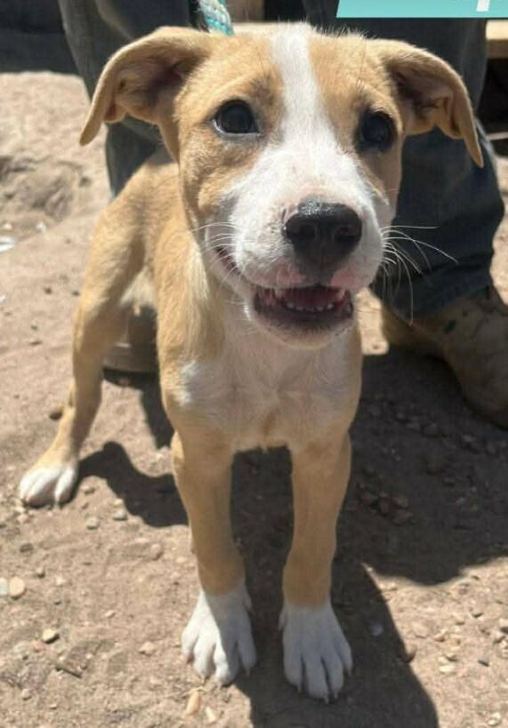 Enlarge Bernie, a Adoptable mixed breed in Parker, CO image 3/4
