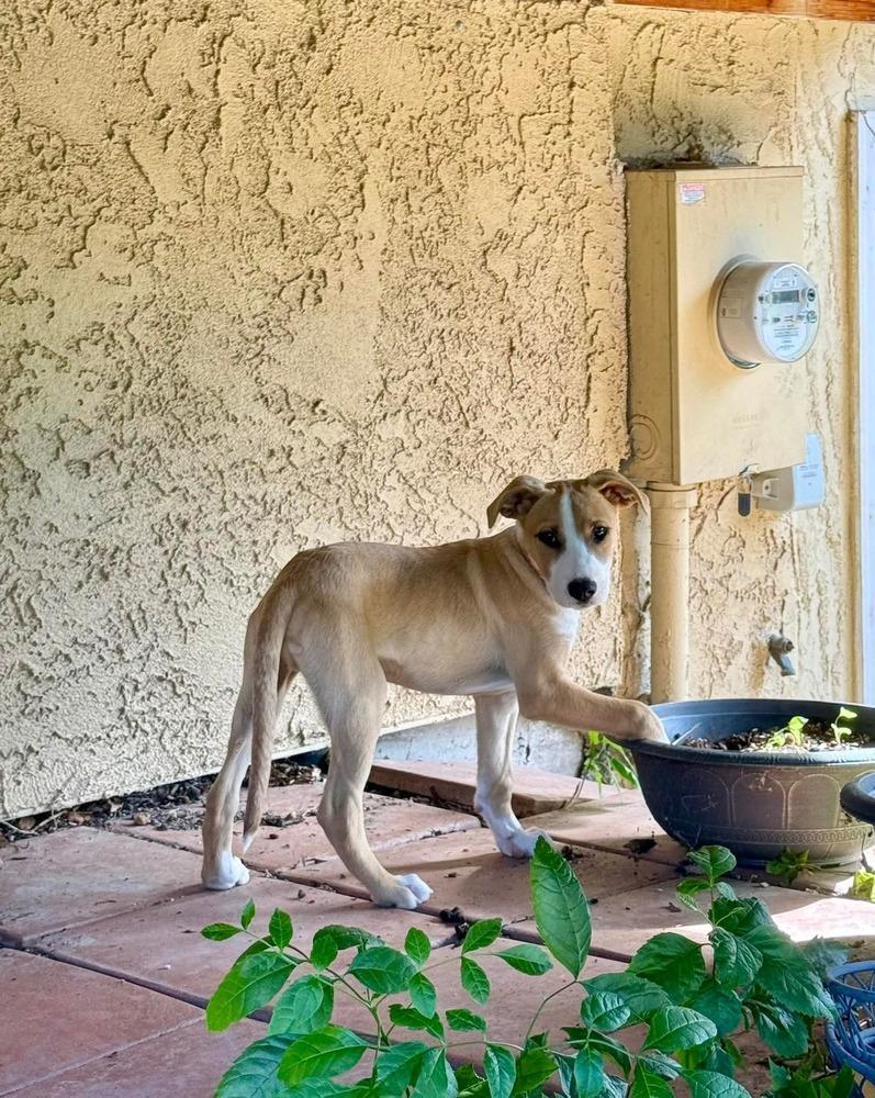 Enlarge Bernie, a Adoptable mixed breed in Parker, CO image 4/4