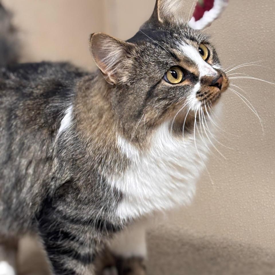 Maggie, ADOPTABLE, Adult Female Domestic Medium Hair & Tiger.
