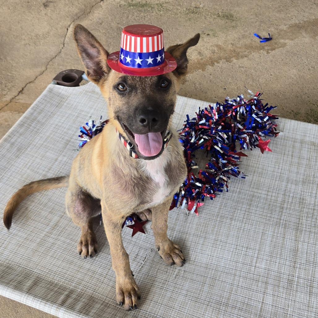 Enlarge Orville, a Adoptable mixed breed in Leander, TX image 2/5