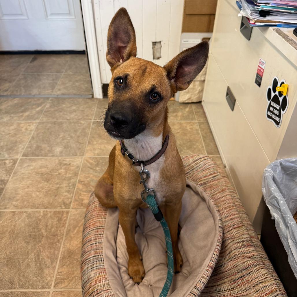 Orville, Adoptable, Young Male Black Mouth Cur & Mixed Breed.
